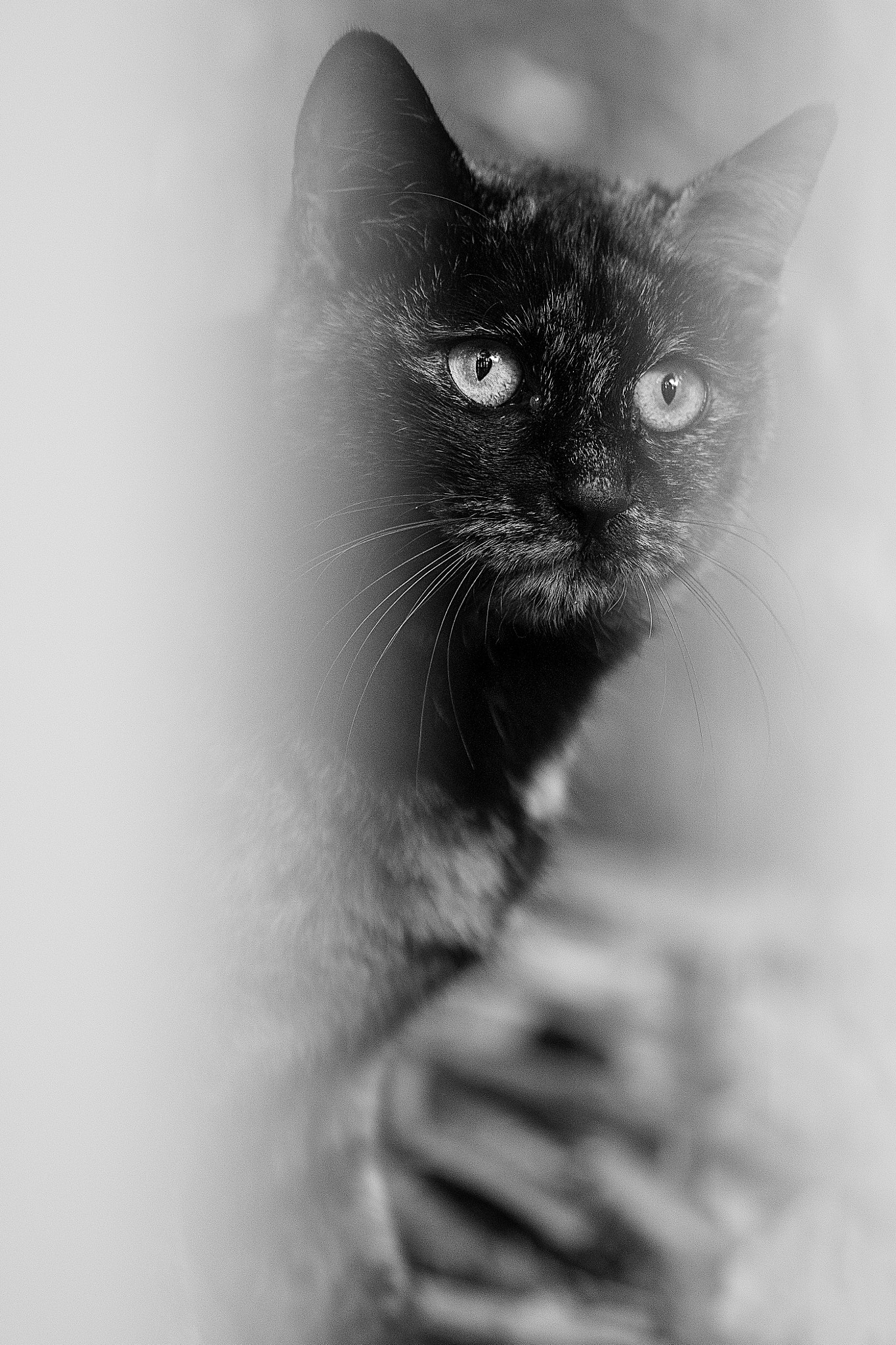 Olympus M.Zuiko Digital ED 75mm F1.8 sample photo. A mystic japanese cat photography