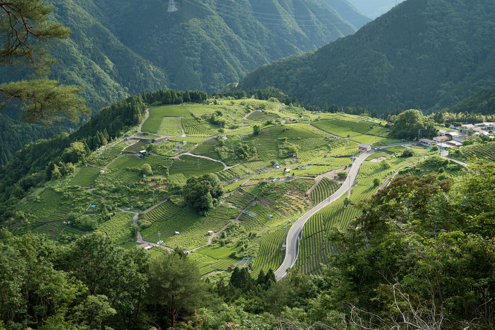 Heavenly Tea Plantation