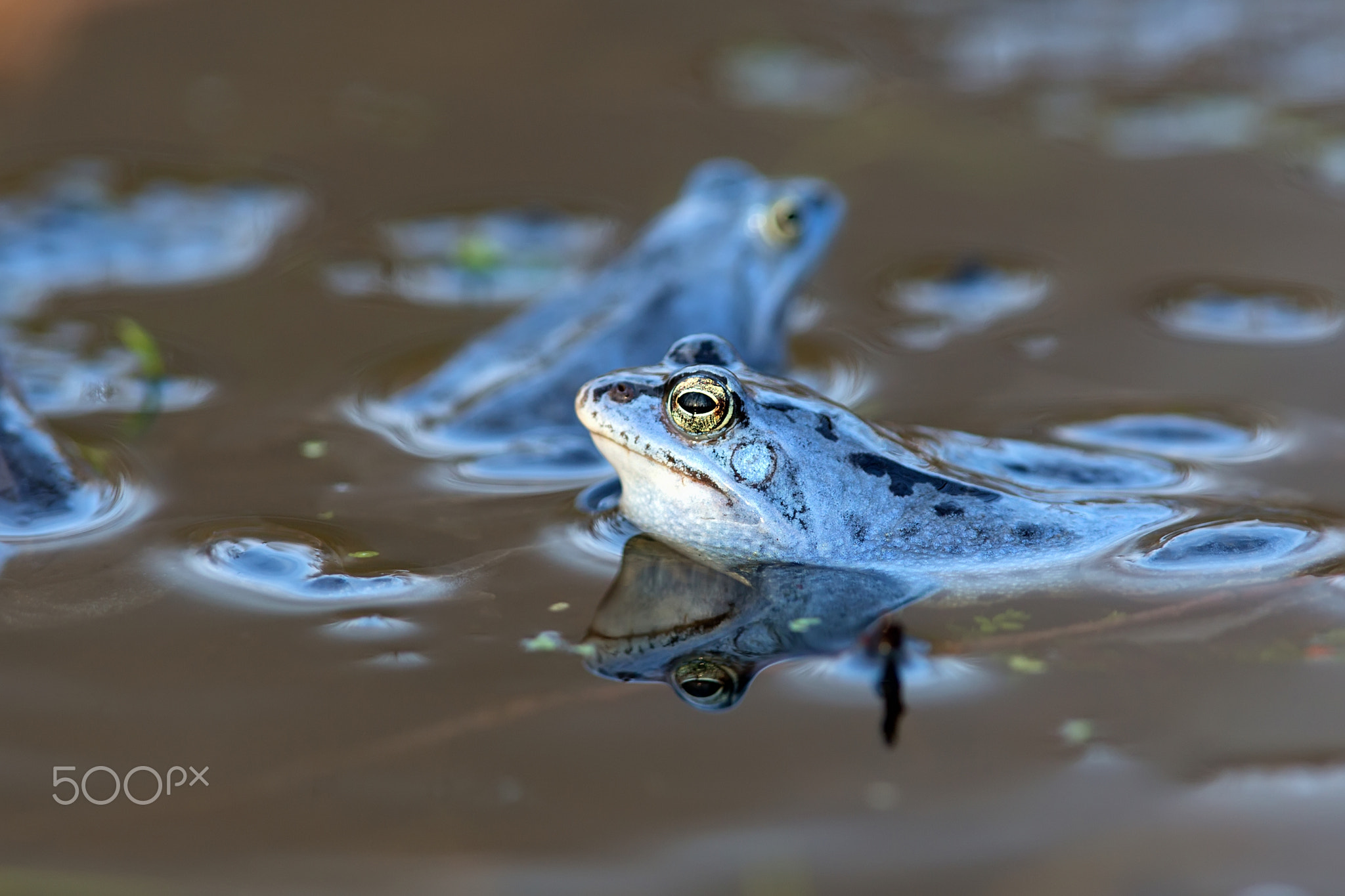 Moor frogs on the lake