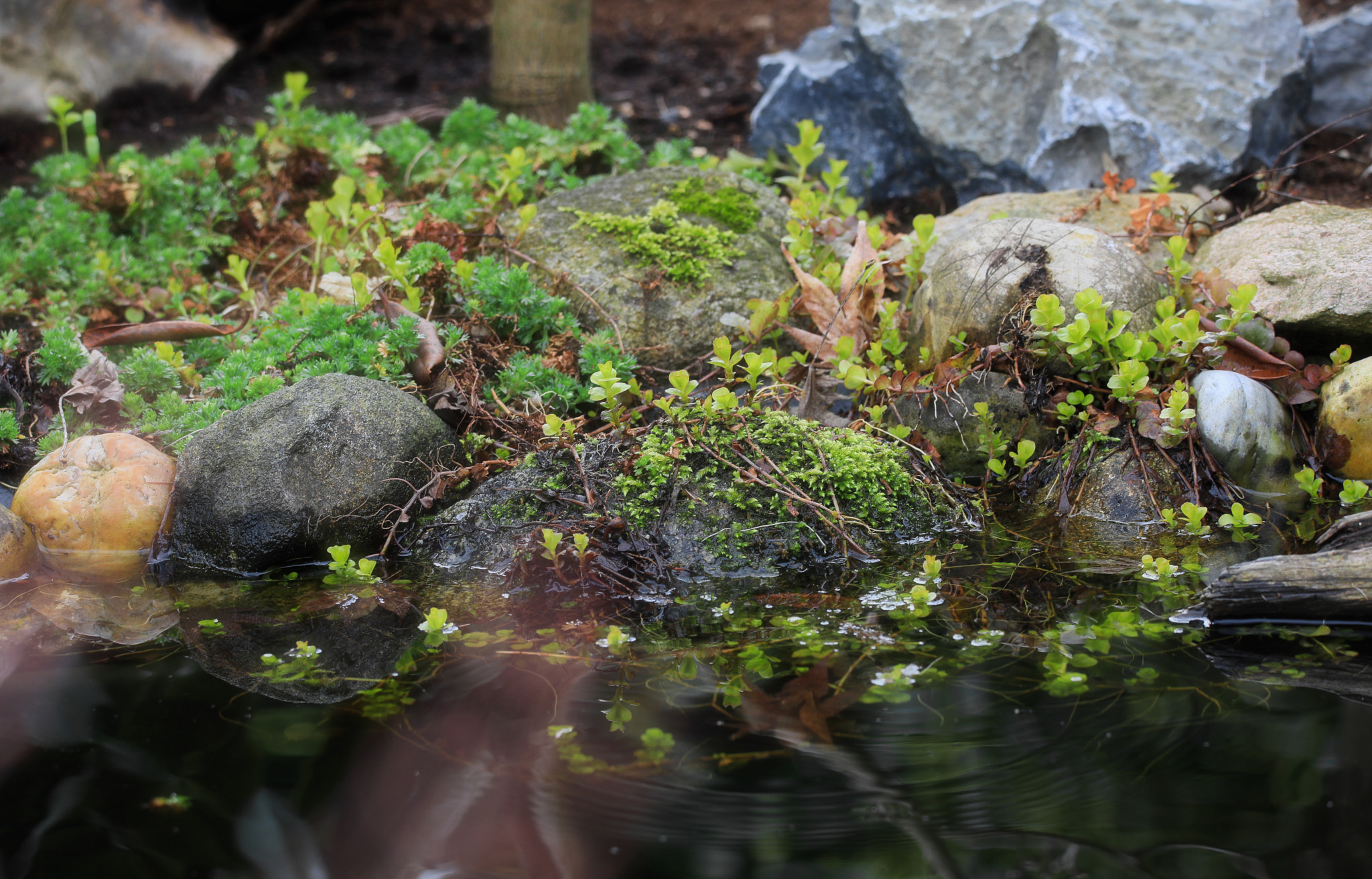 Sigma 150mm f/2.8 EX DG OS HSM APO Macro sample photo. Gartenteich photography