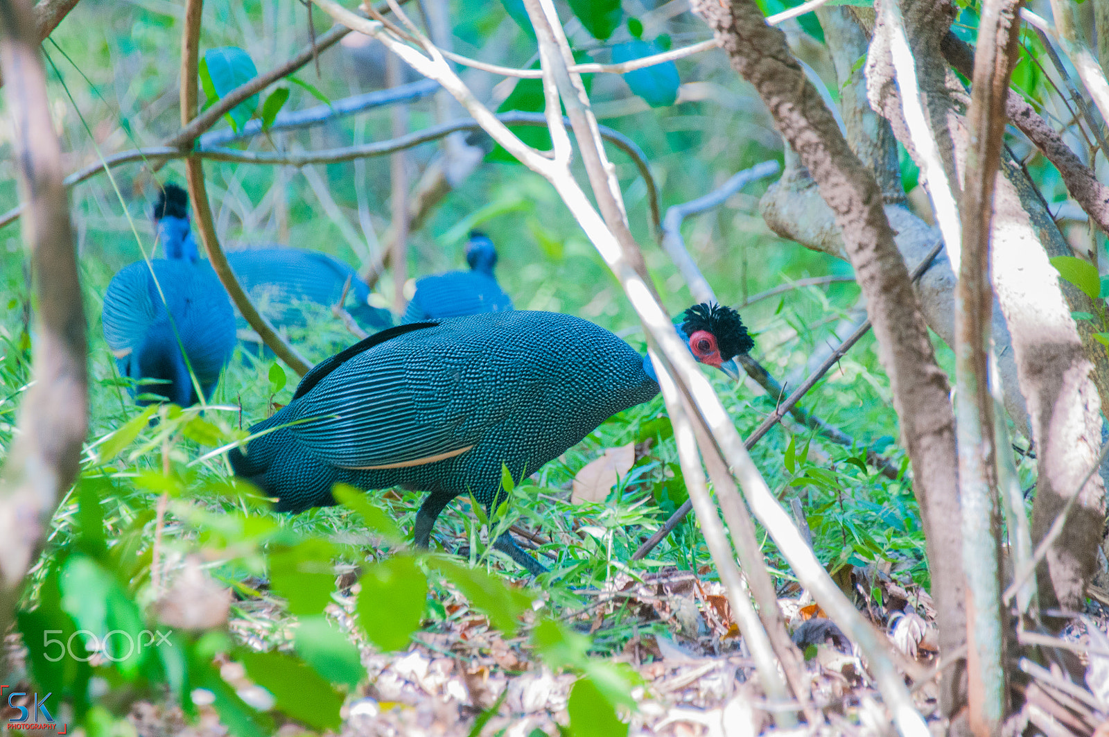 Nikon D300 + Nikon AF-S Nikkor 28-300mm F3.5-5.6G ED VR sample photo. Guinea fowl photography