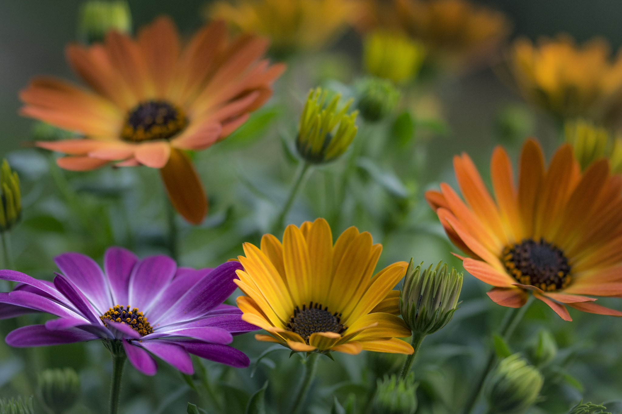 Sigma 105mm F2.8 EX DG OS HSM sample photo. Spring is coming 13 photography