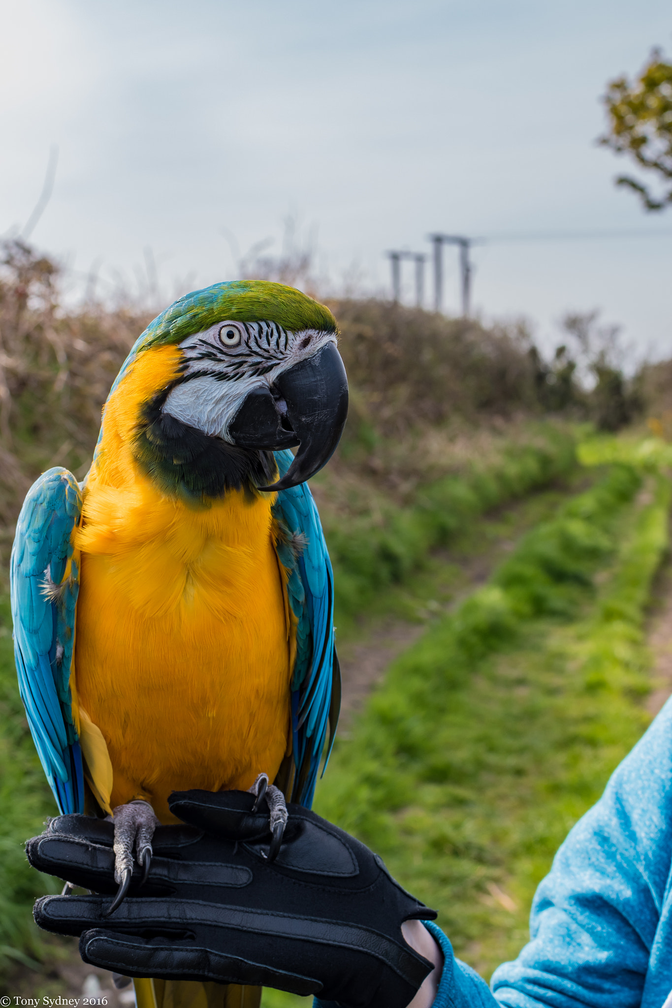 Nikon D5500 + Nikon AF-S DX Nikkor 35mm F1.8G sample photo. Parrot walk photography