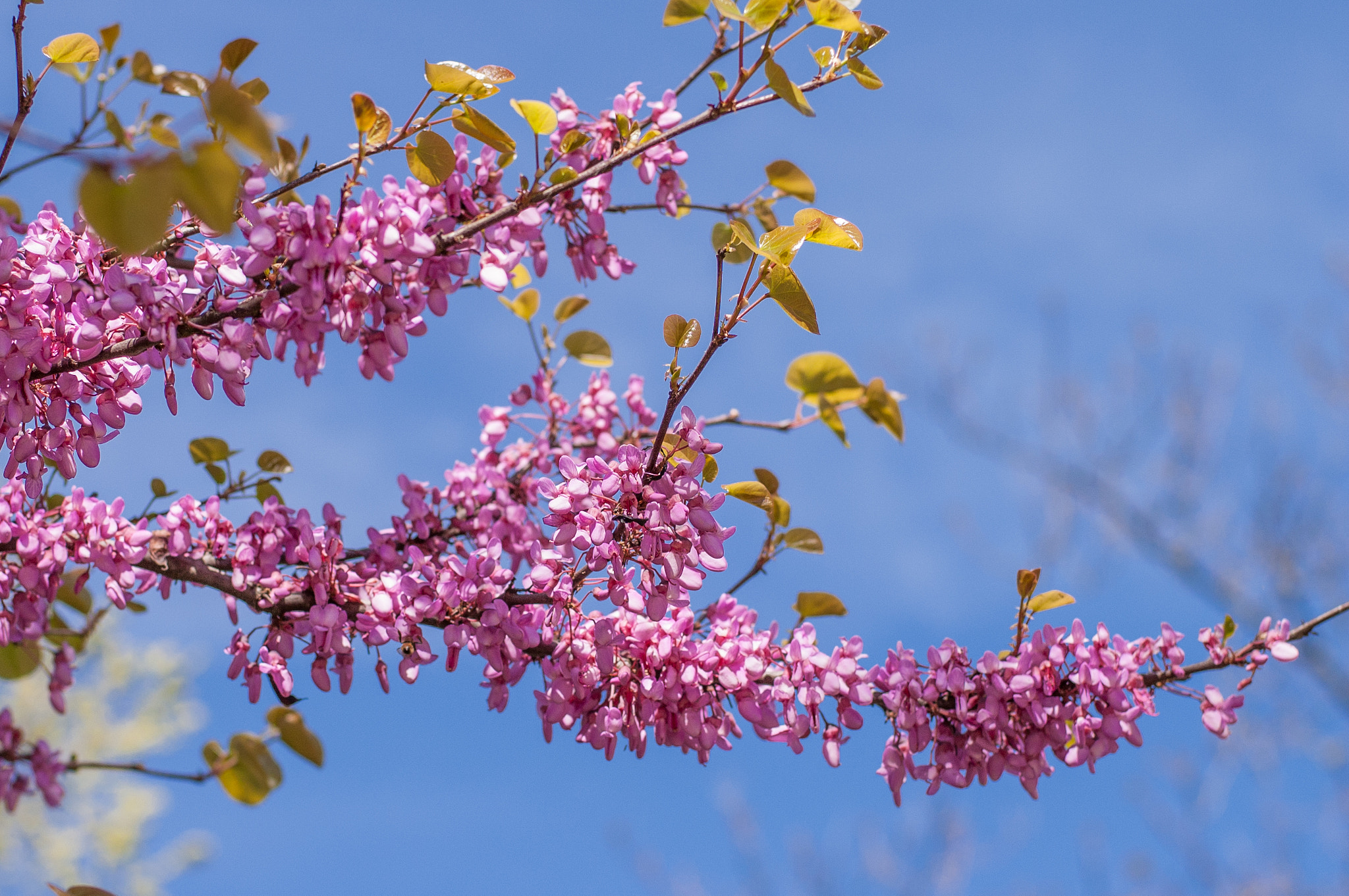 Nikon D40 + Nikon AF-S Nikkor 50mm F1.8G sample photo. Pink spring photography