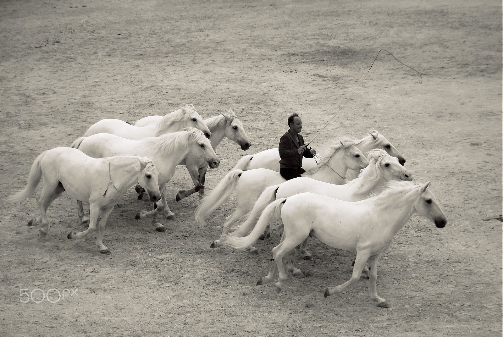 Sigma 18-250mm F3.5-6.3 DC OS HSM sample photo. Dressage... photography