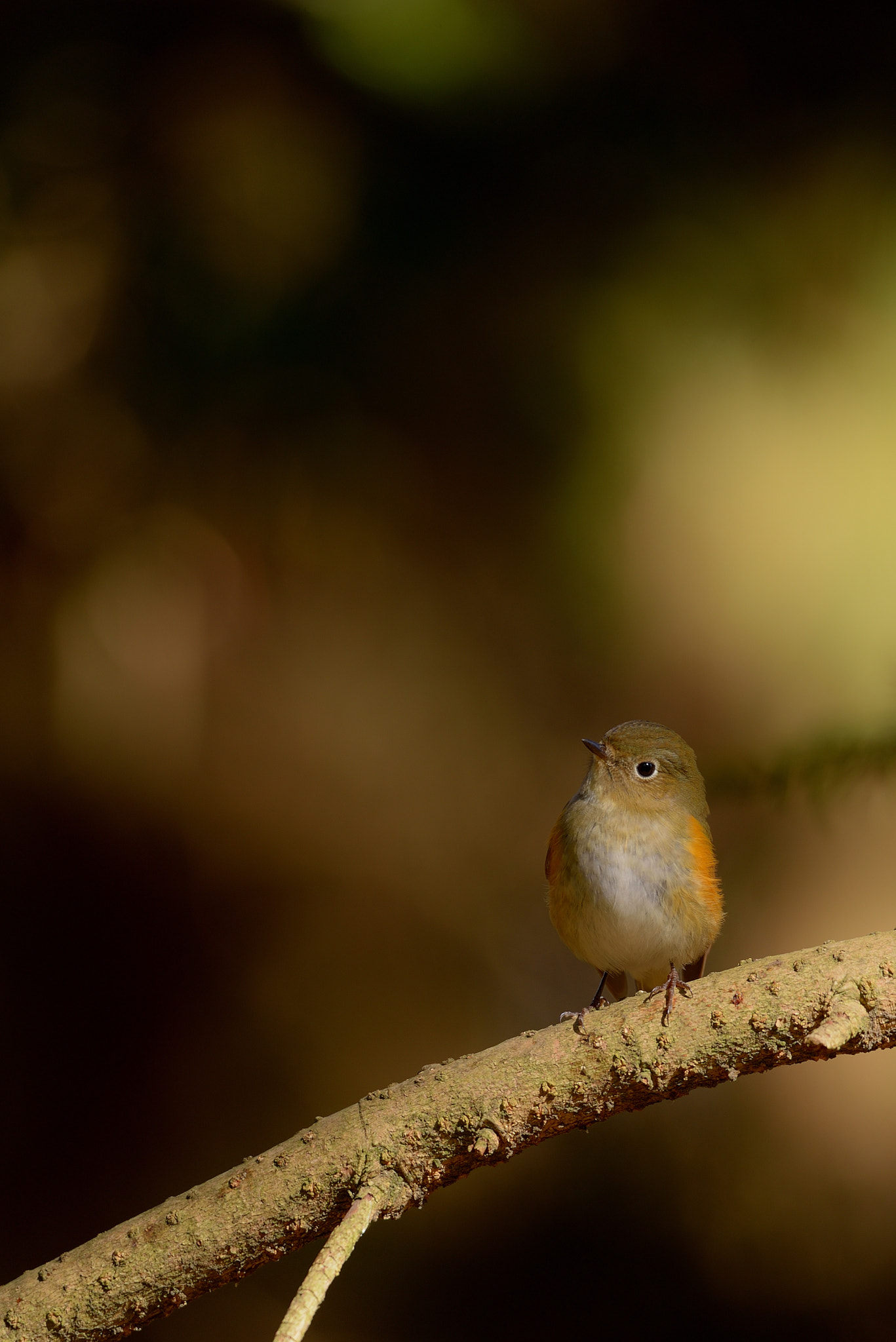 Sigma 150-600mm F5-6.3 DG OS HSM | C sample photo. What's up? photography