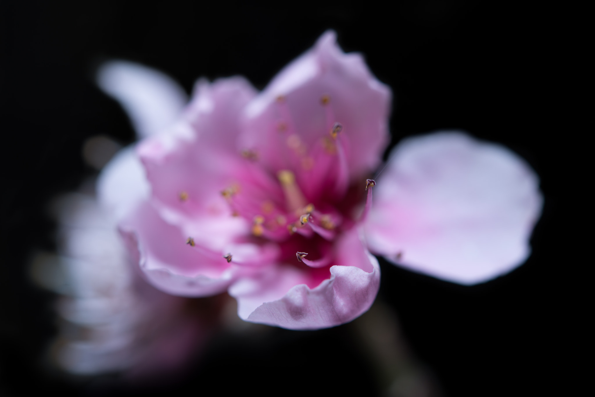 Nikon AF-S Micro-Nikkor 60mm F2.8G ED sample photo. Cerezo photography