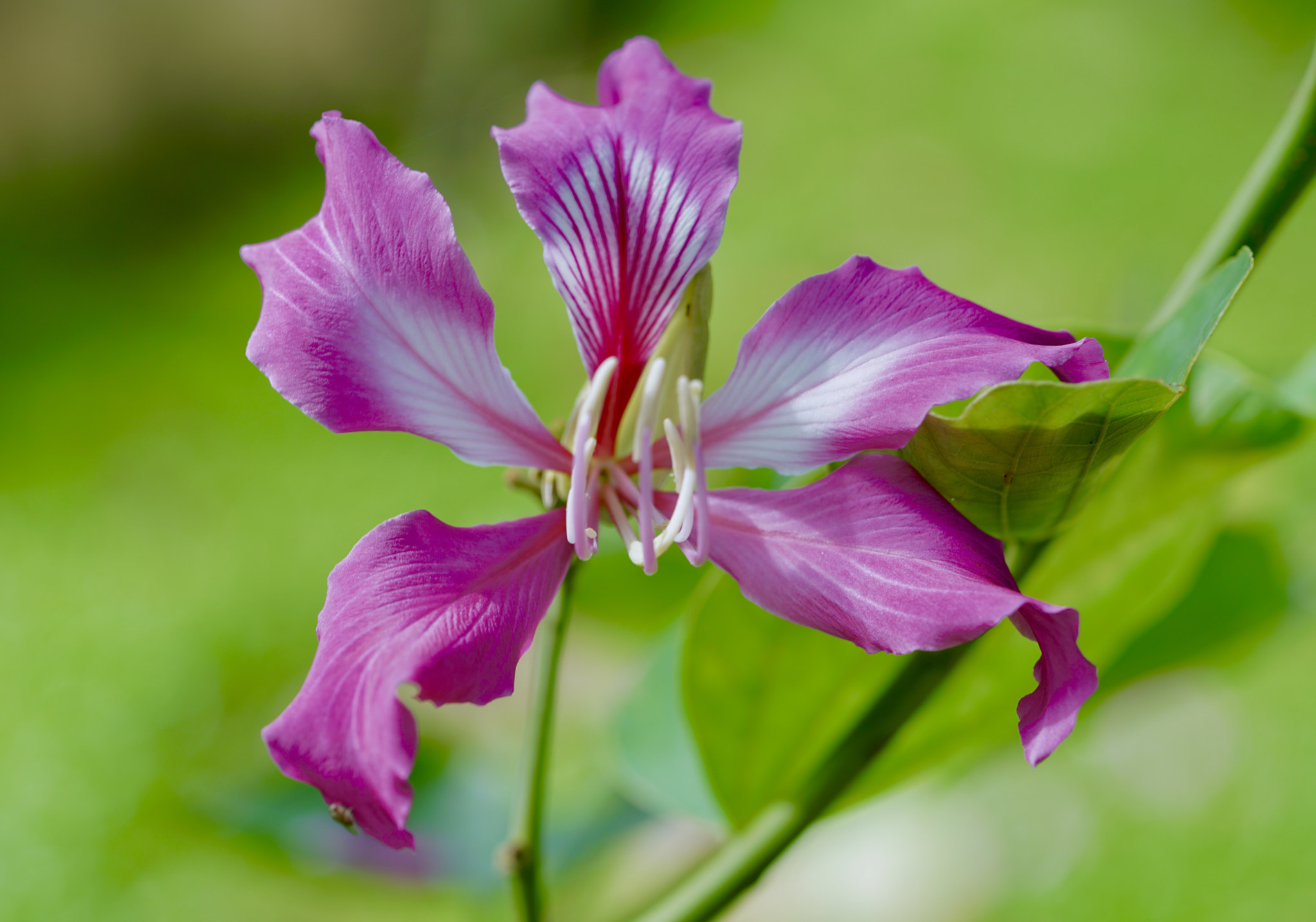 Sony FE 90mm F2.8 Macro G OSS sample photo. Nature color photography