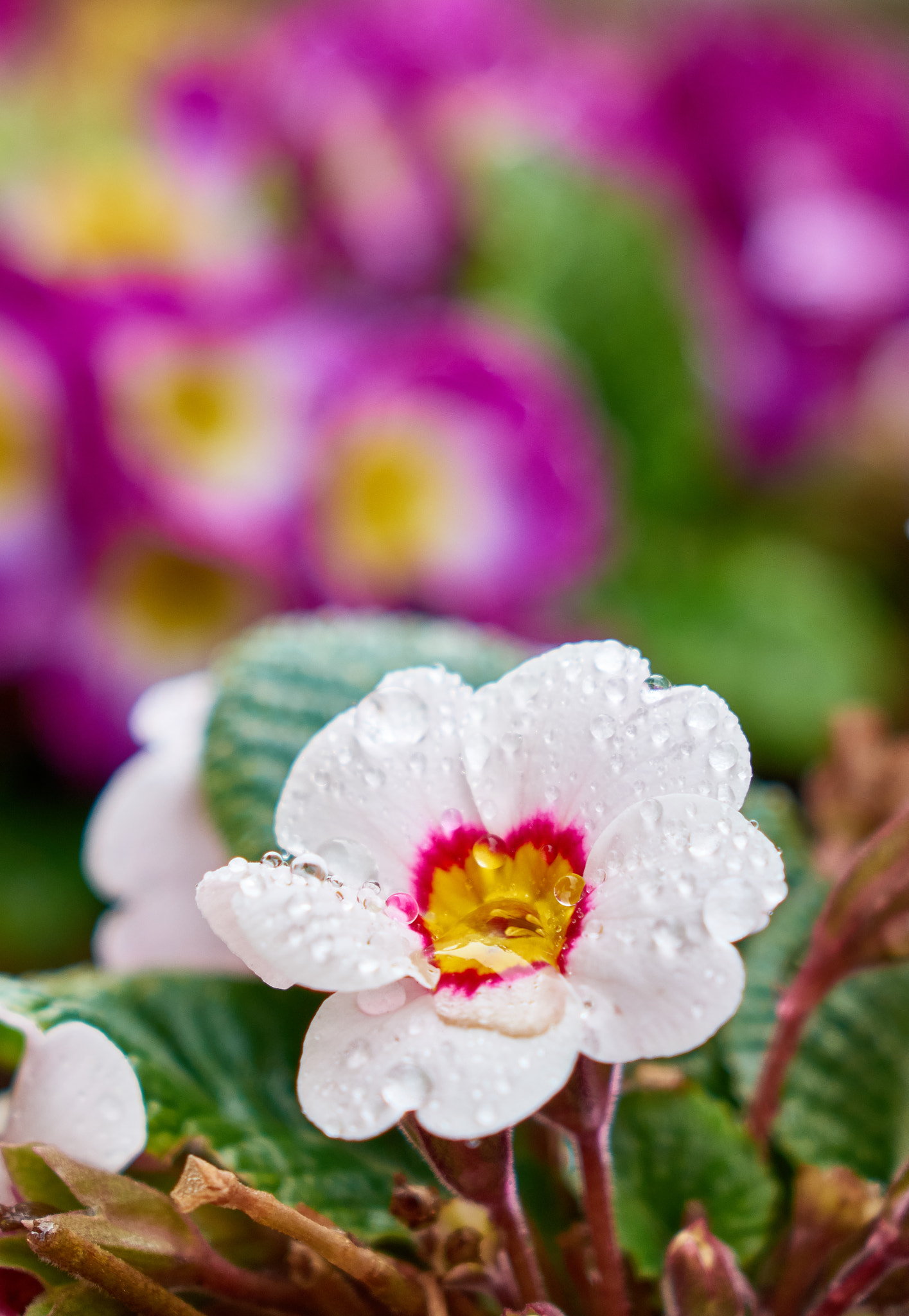 Sony Cyber-shot DSC-RX10 sample photo. Flower after rain photography