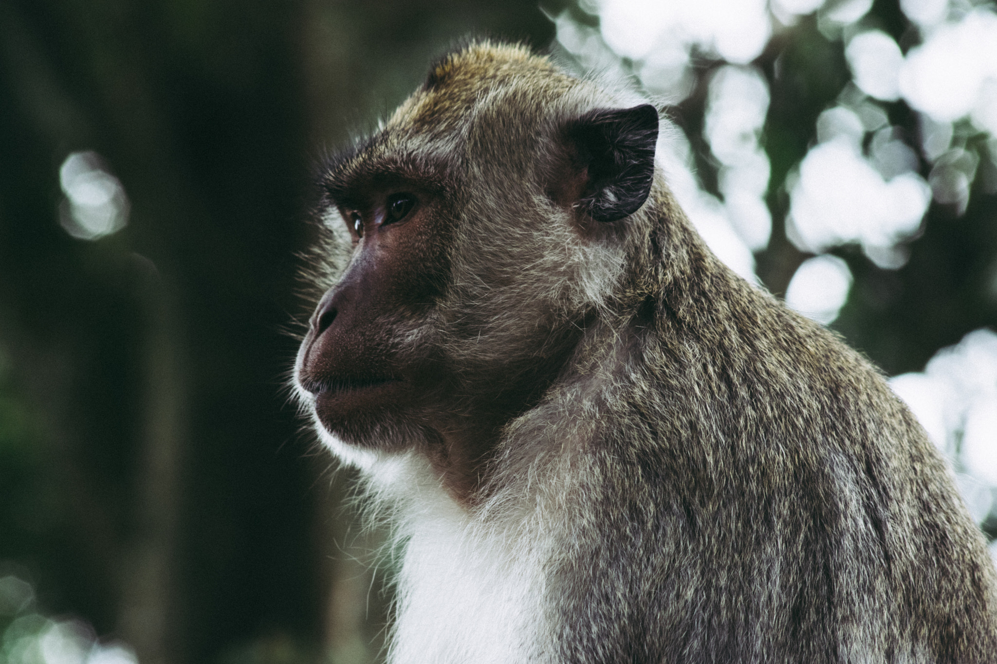 Sigma 70-300mm F4-5.6 APO DG Macro sample photo. Monkey photography