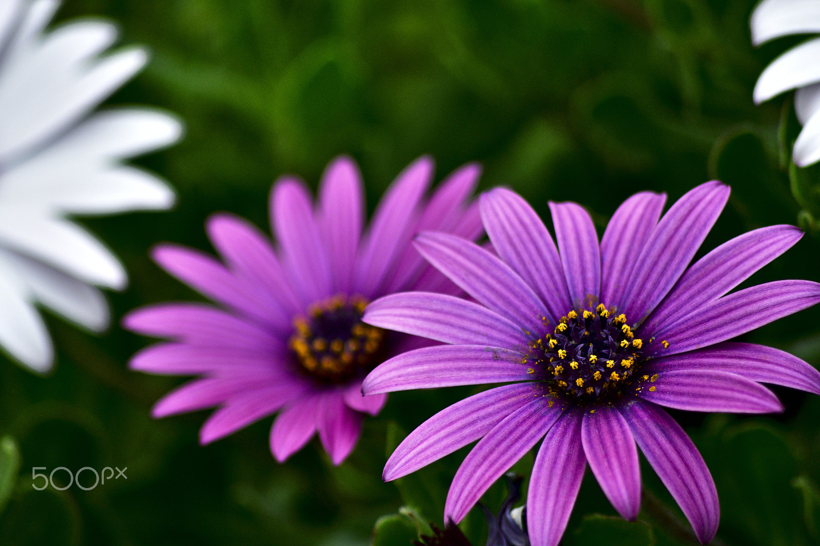 Sigma 70-300mm F4-5.6 APO DG Macro sample photo. Spring time photography