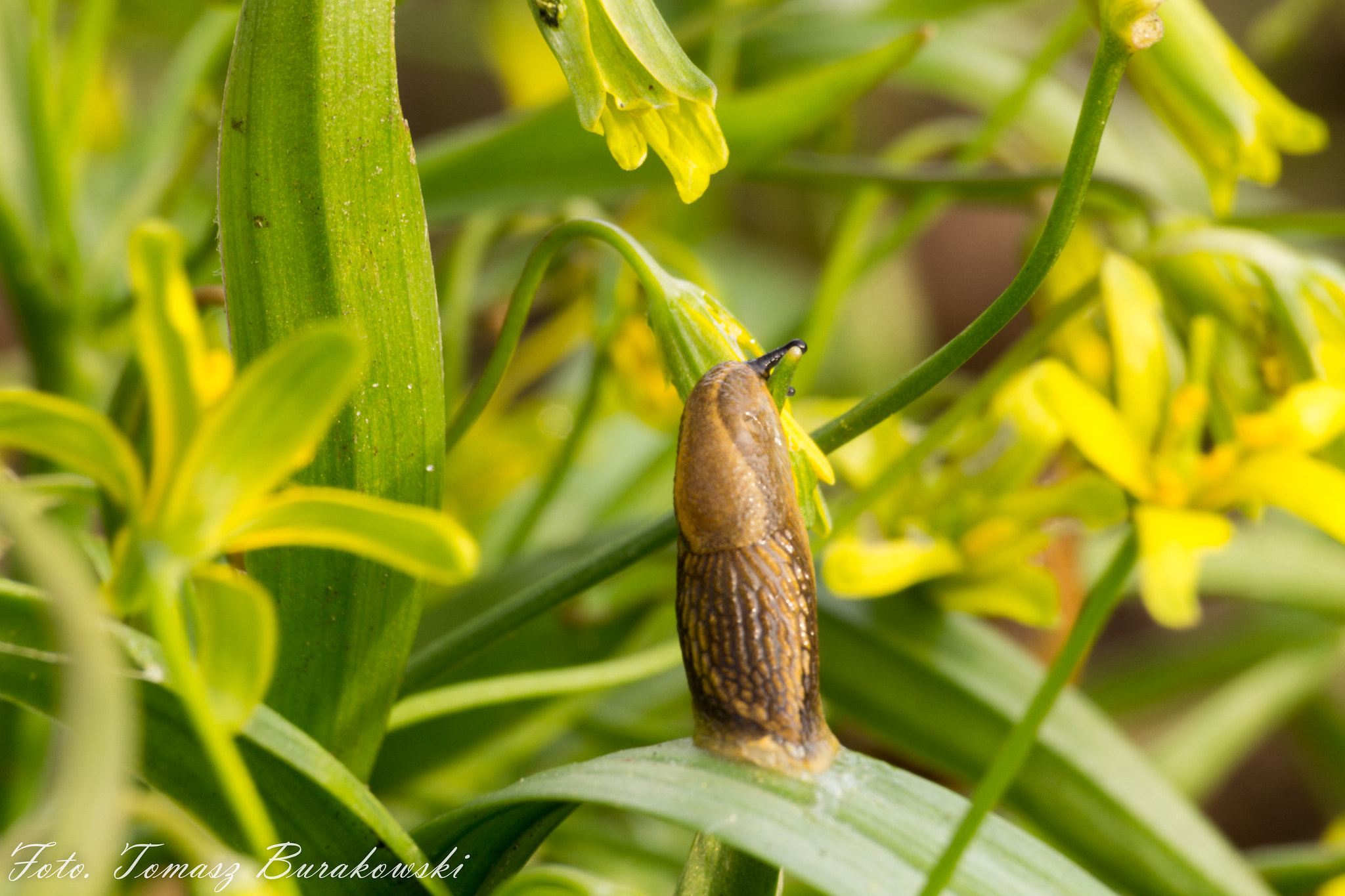 Sigma 70-300mm F4-5.6 APO DG Macro sample photo. Img photography
