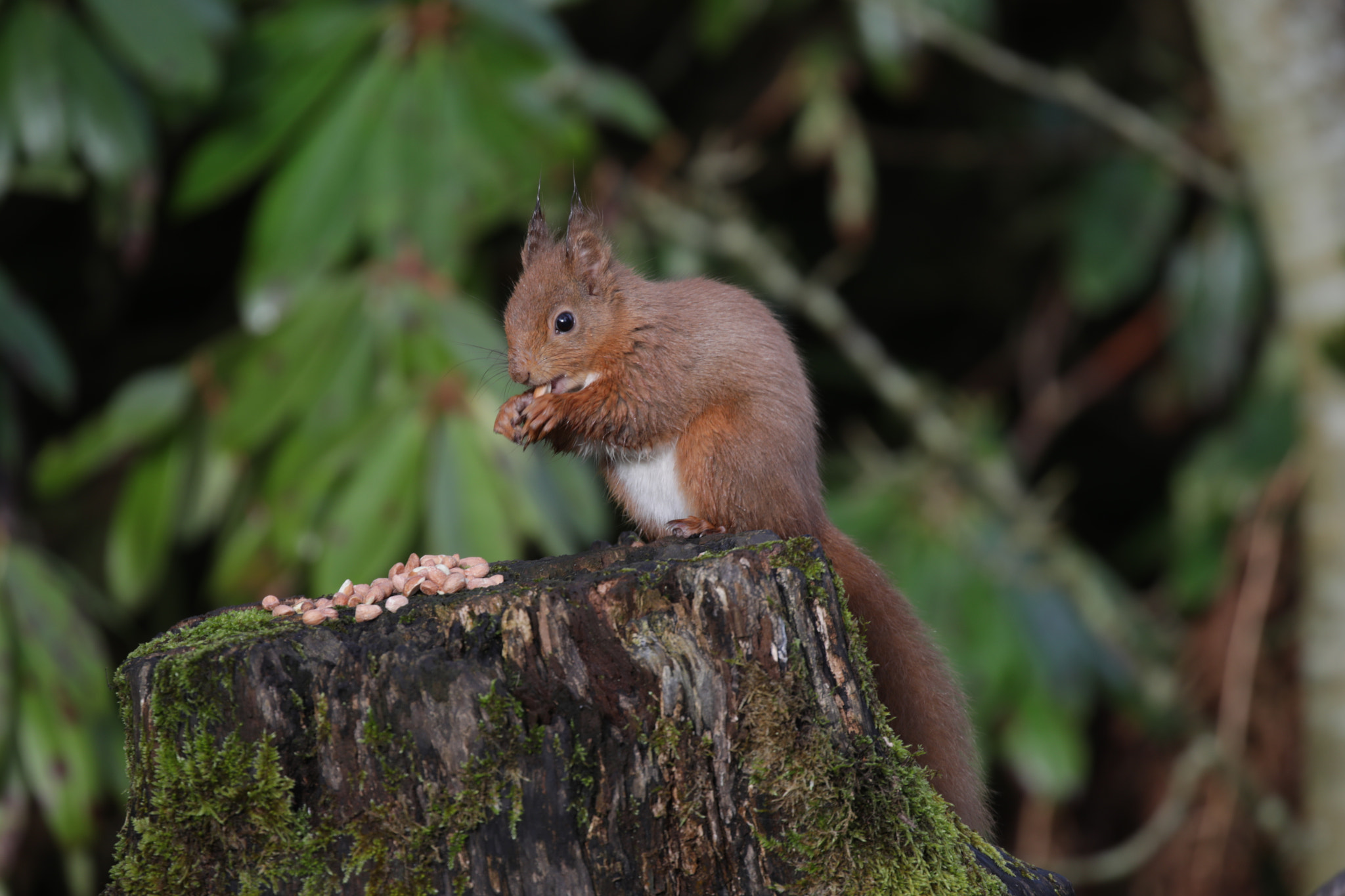 Canon EOS 5D Mark IV sample photo. Red squirrel photography