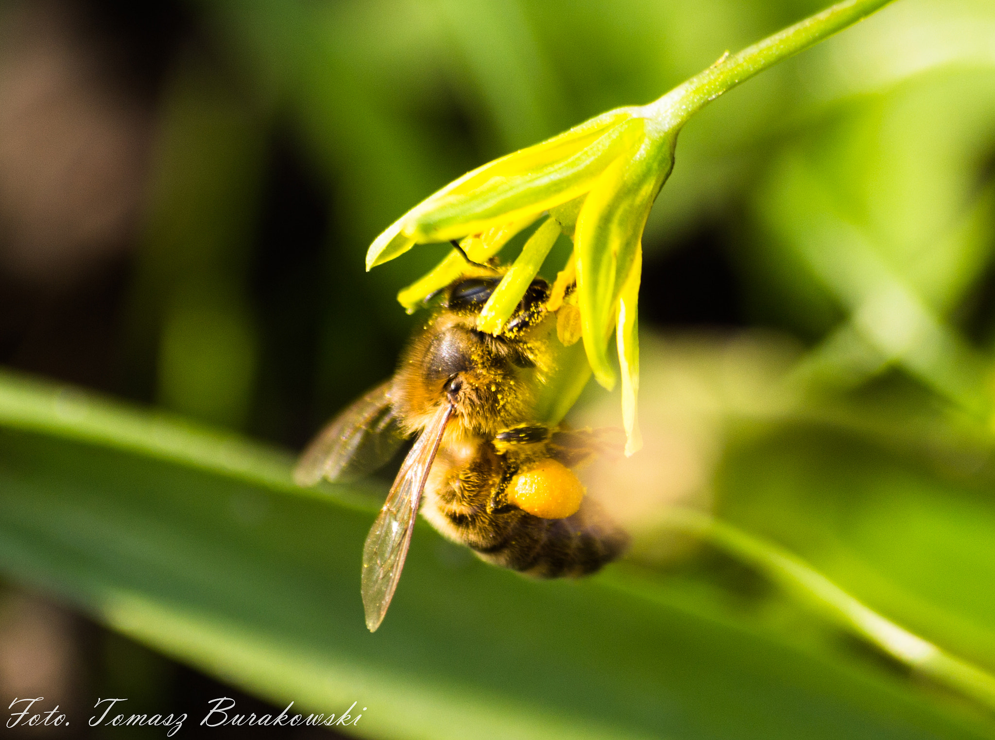 Canon EOS 700D (EOS Rebel T5i / EOS Kiss X7i) + Sigma 70-300mm F4-5.6 APO DG Macro sample photo. Bee photography