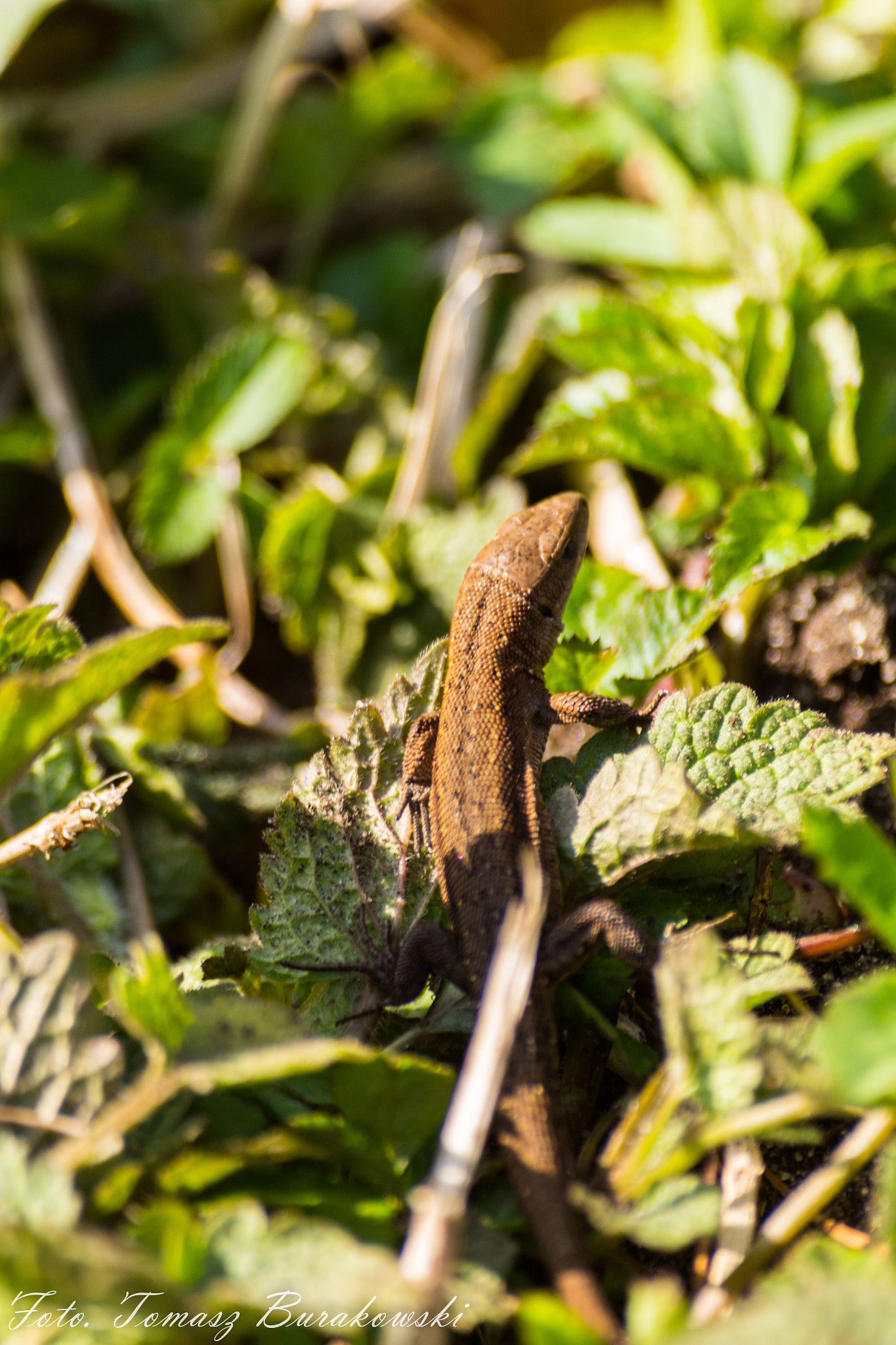 Sigma 70-300mm F4-5.6 APO DG Macro sample photo. Img photography