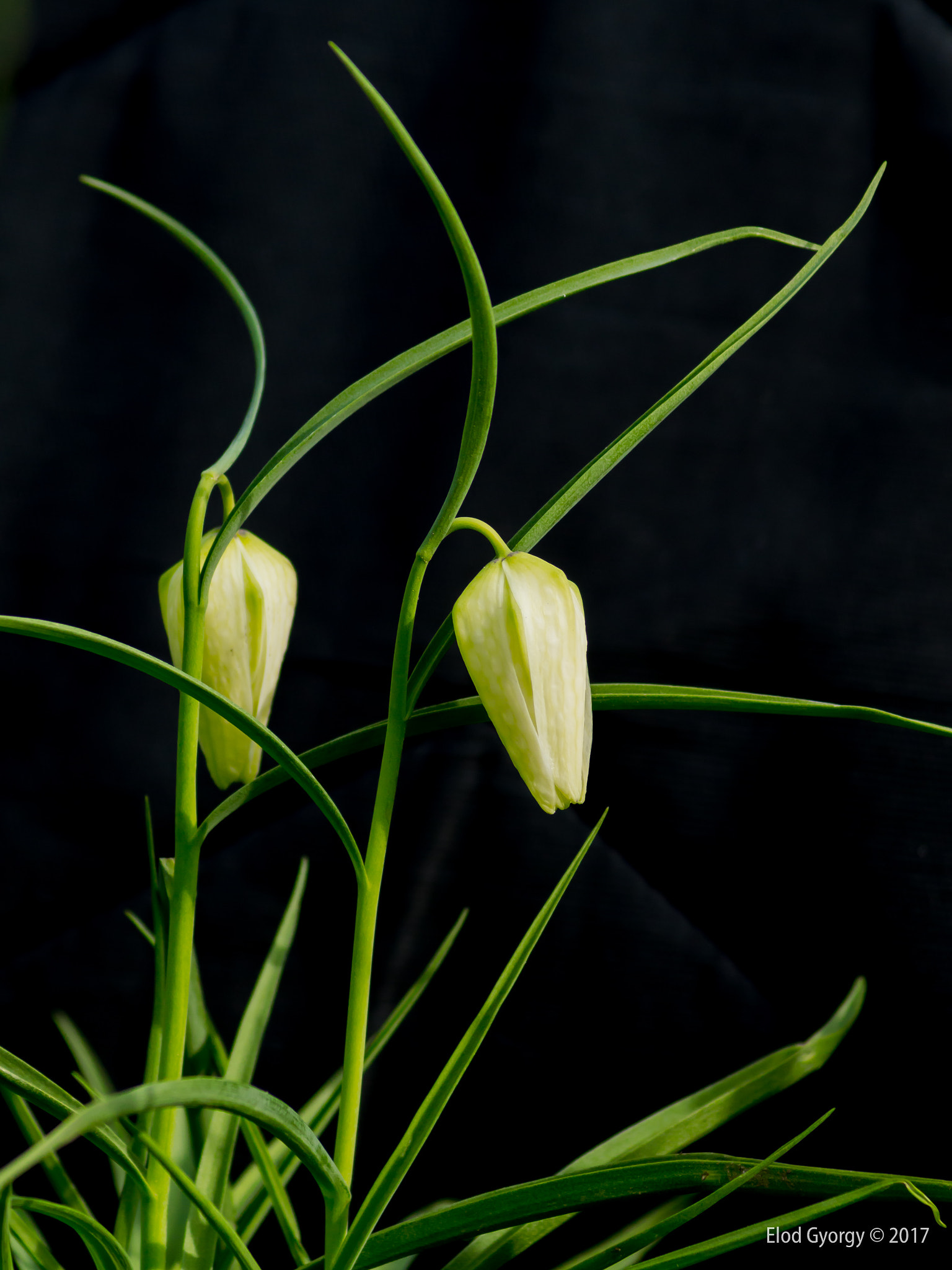 Nikon D3200 sample photo. Albino 2 photography