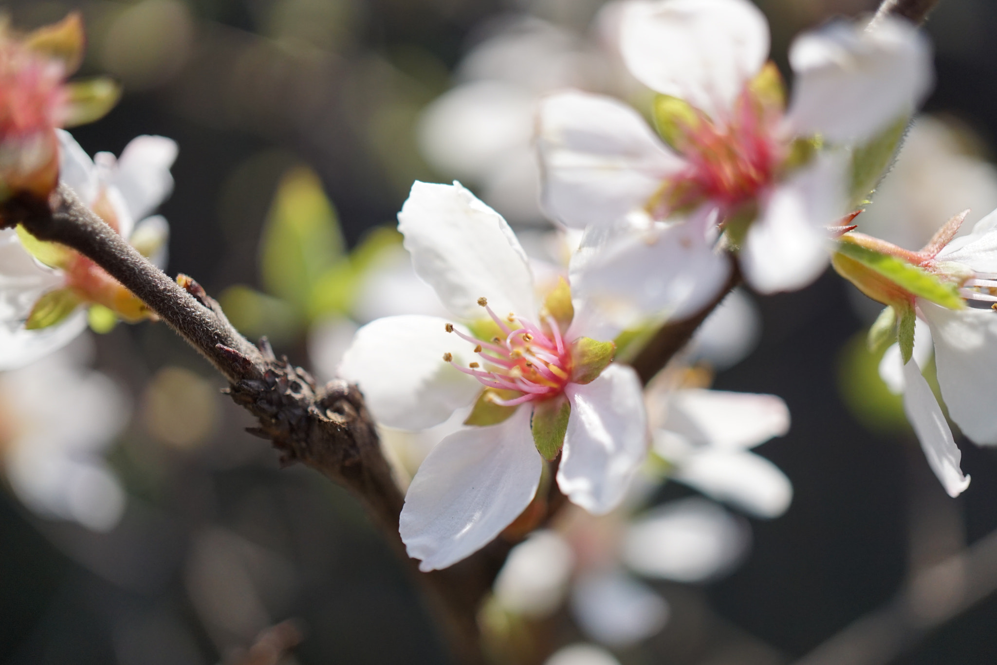 Sony E 30mm F3.5 sample photo. ☆*:.｡spring pleasure｡.:*☆ photography