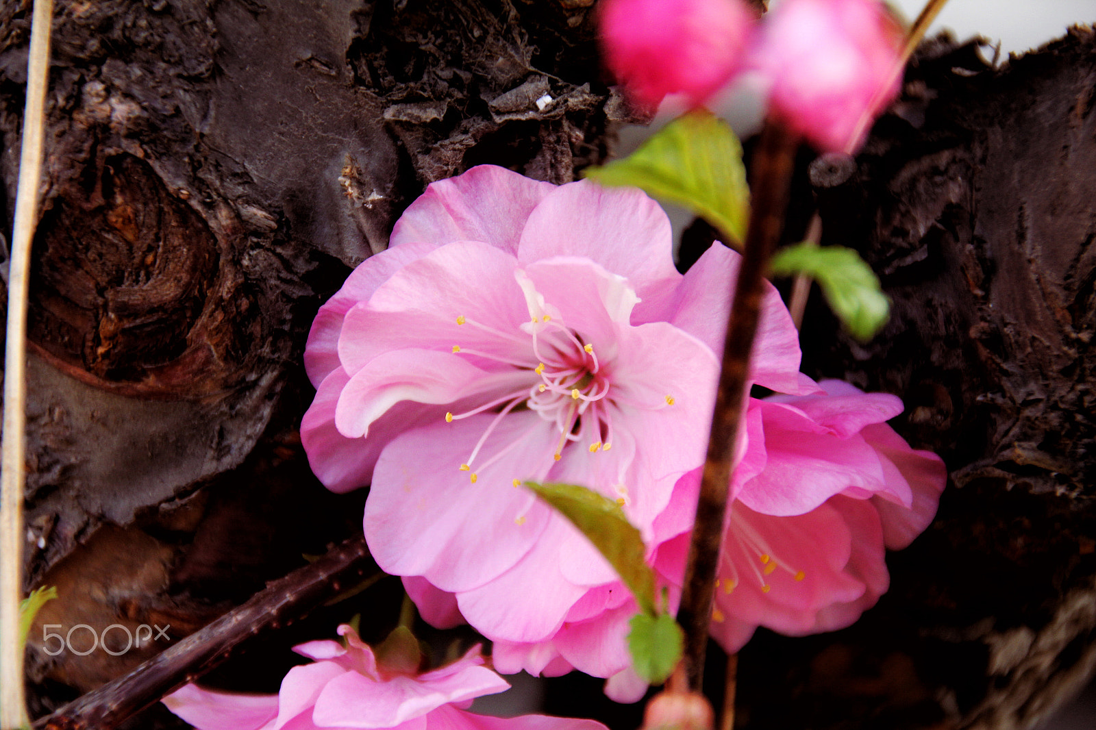 Canon EOS 550D (EOS Rebel T2i / EOS Kiss X4) sample photo. 你的照片 photography