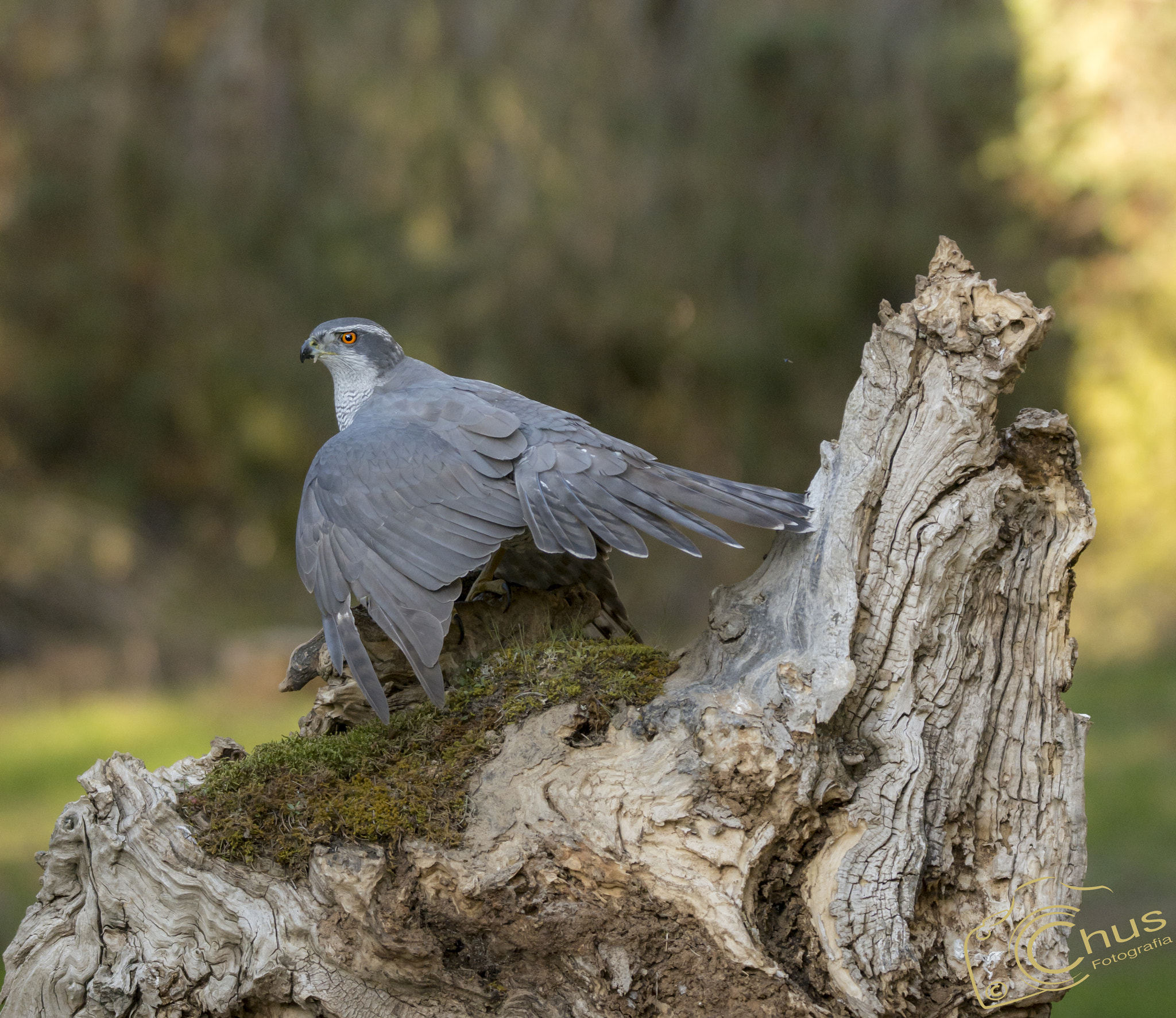 Nikon D7100 sample photo. Azor protegiendo la comida photography