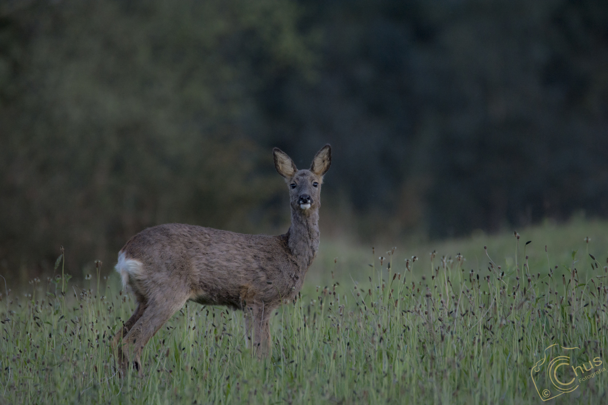 Nikon D7100 sample photo. Duende del bosque photography