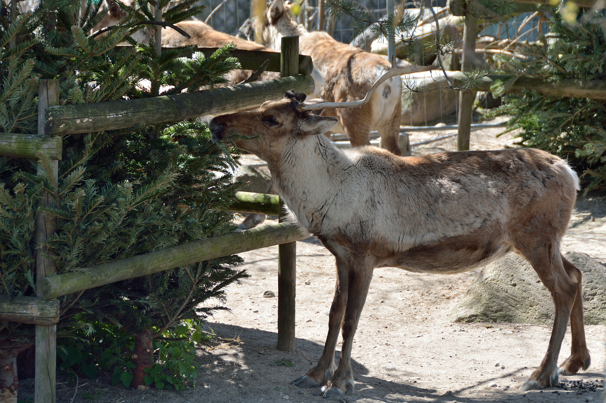 Nikon D7100 sample photo. Spring 2016 photography