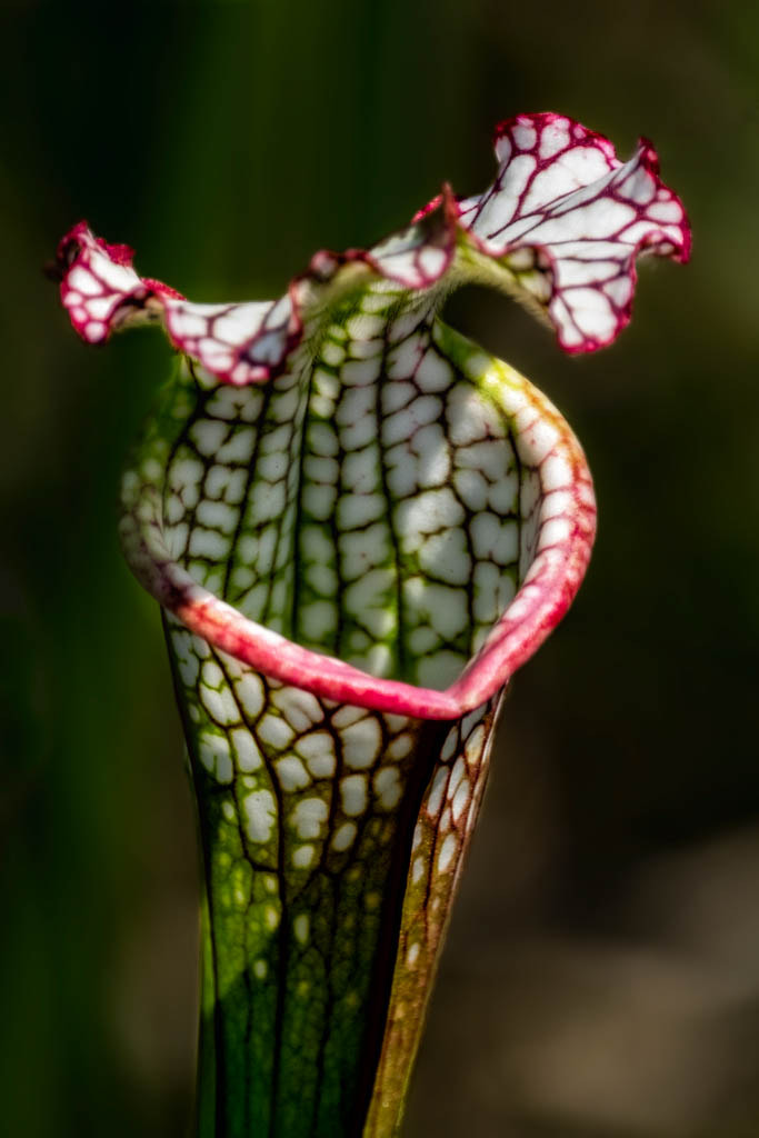 XF100-400mmF4.5-5.6 R LM OIS WR + 1.4x sample photo. White capped pitcher plant photography