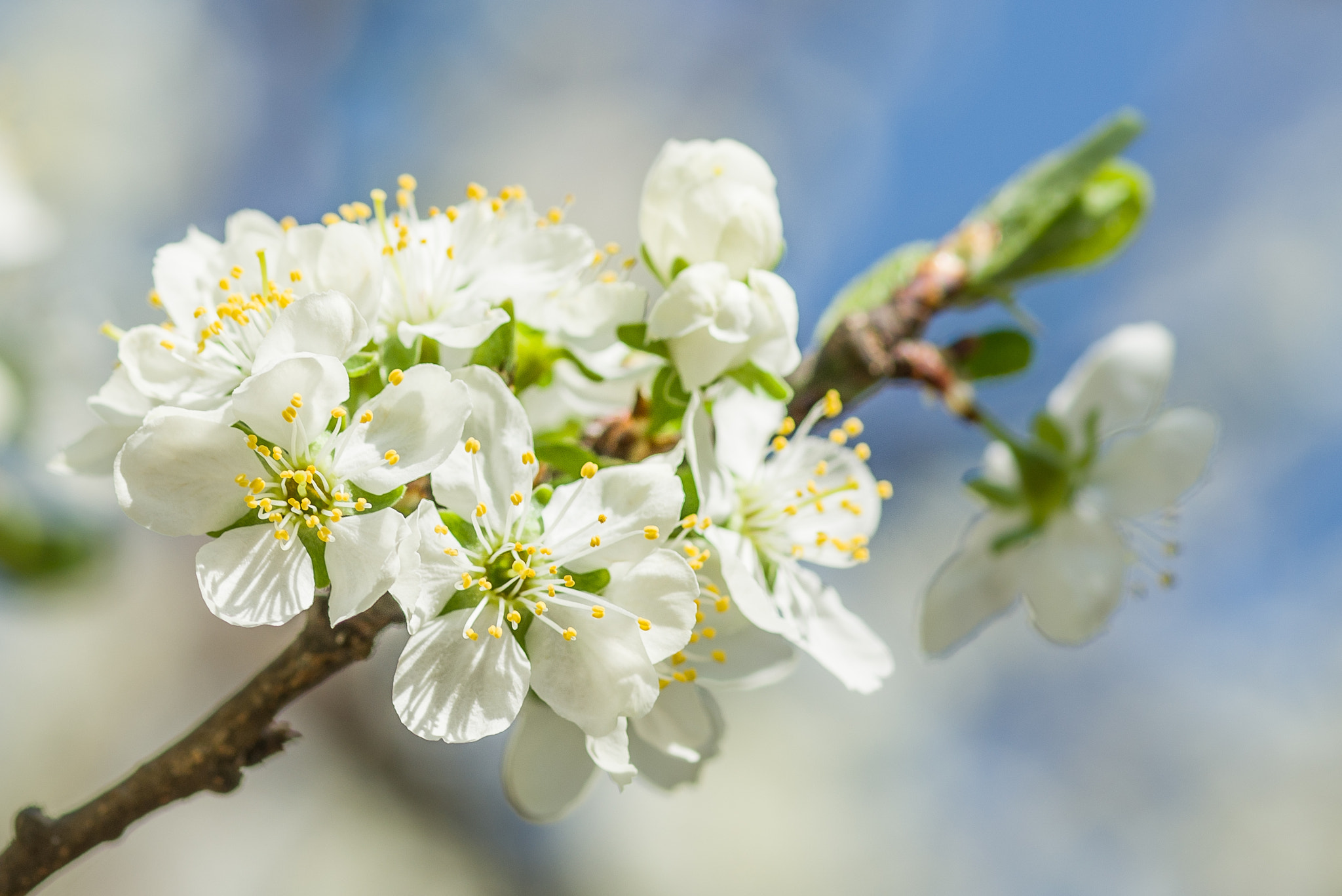 Nikon AF-S Micro-Nikkor 105mm F2.8G IF-ED VR sample photo. White and blue photography