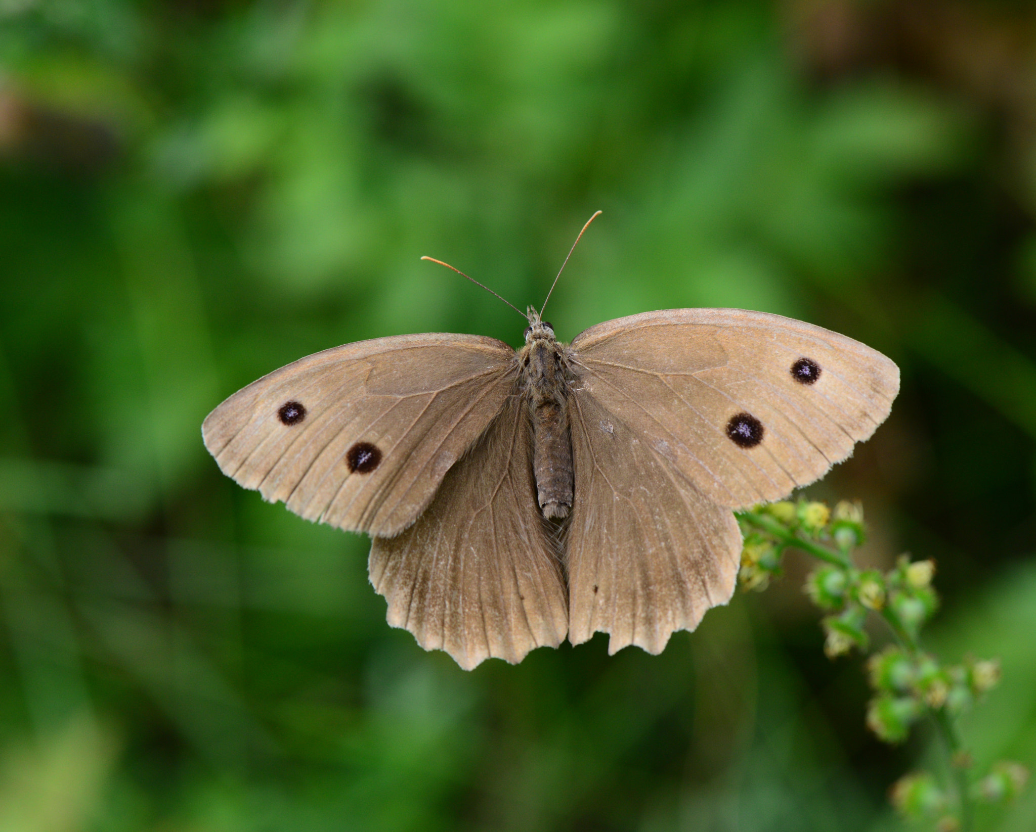 Nikon AF-S Micro-Nikkor 105mm F2.8G IF-ED VR sample photo. Minois dryas.Сатир дриада. photography