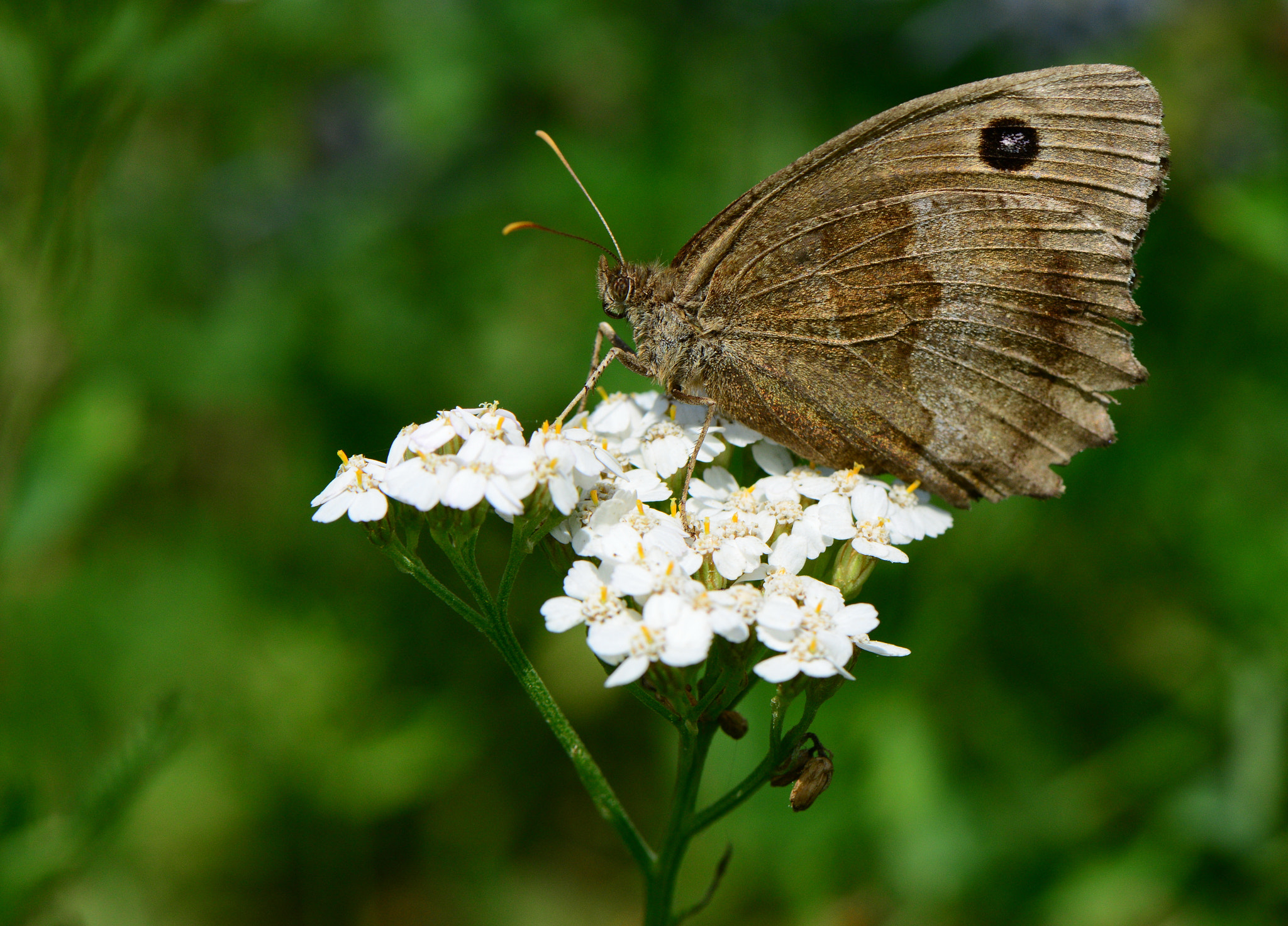 Nikon AF-S Micro-Nikkor 105mm F2.8G IF-ED VR sample photo. Minois dryas.Сатир дриада. photography