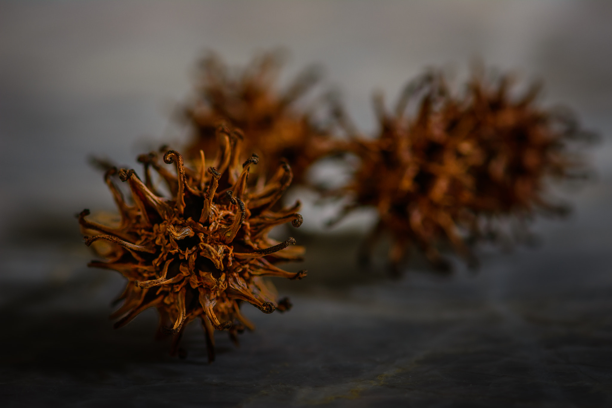 Nikon AF-S Micro-Nikkor 105mm F2.8G IF-ED VR sample photo. Gum balls photography
