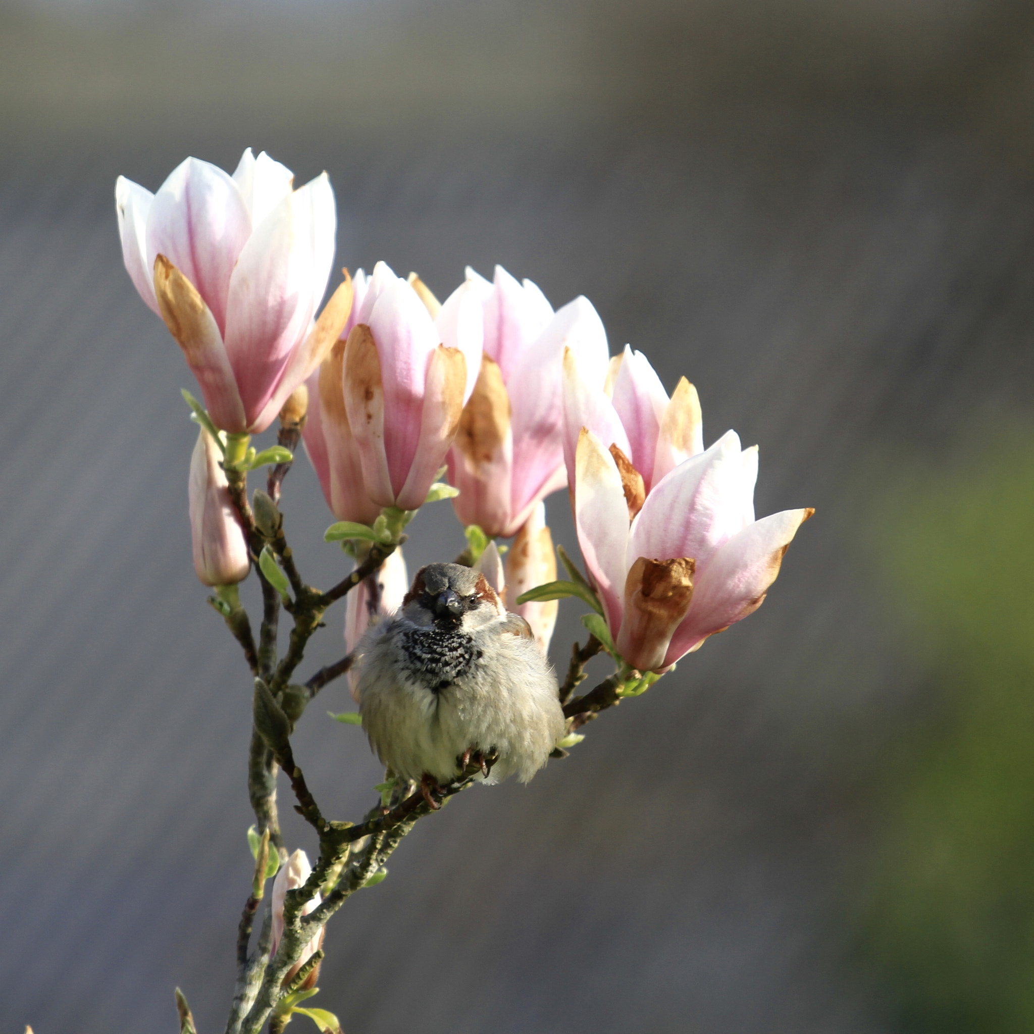 Canon EOS 7D + Canon EF 70-200mm F4L IS USM sample photo. I’m waiting the spring! photography