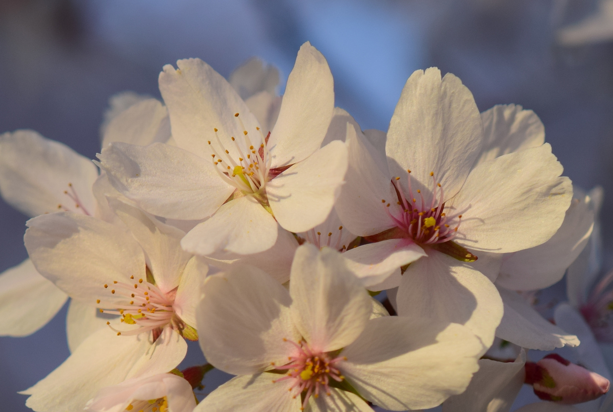 Nikon AF-S DX Micro-Nikkor 85mm F3.5G ED VR sample photo. Spring has come photography