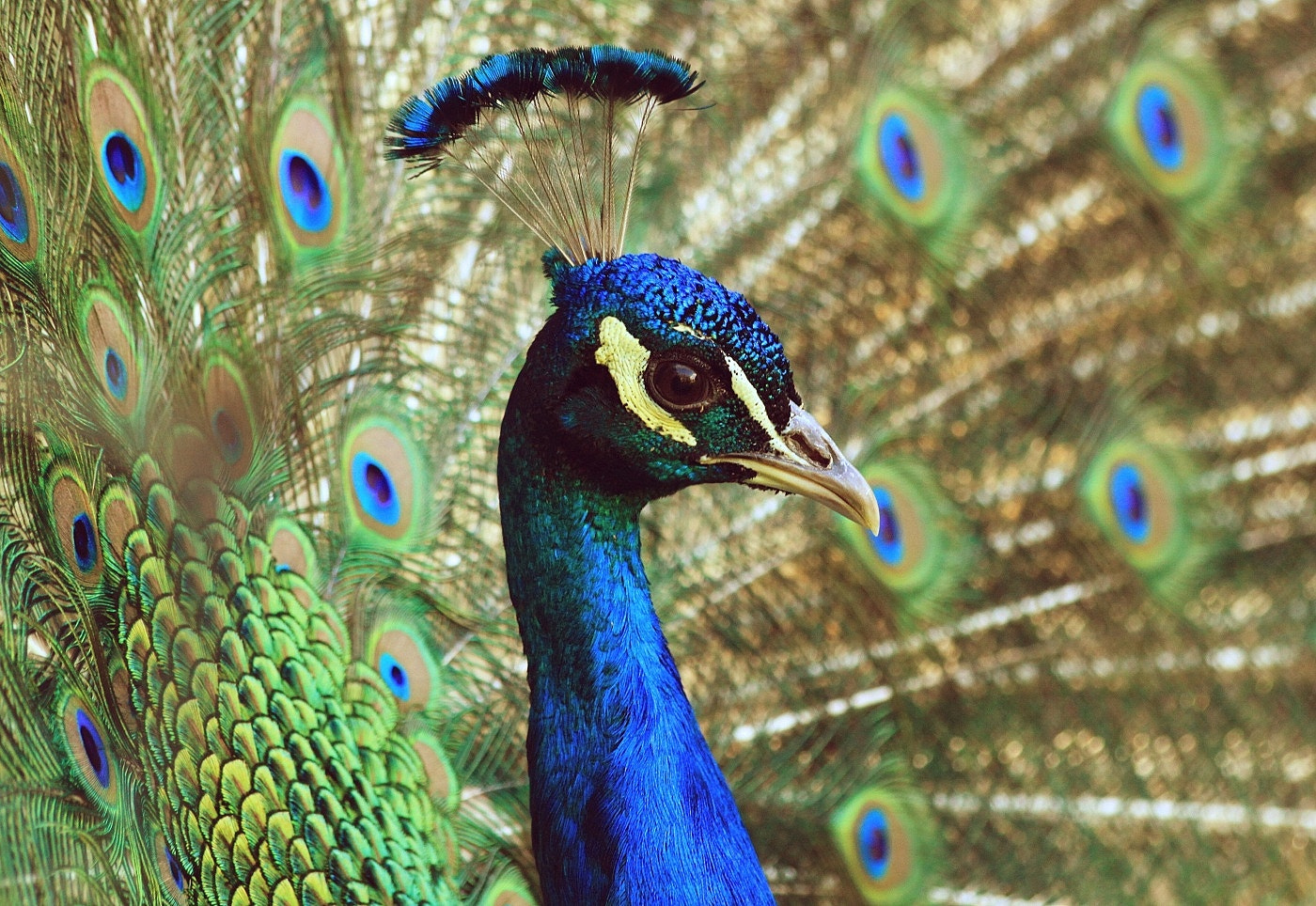Canon EF 70-300mm F4-5.6 IS USM sample photo. Peacock photography