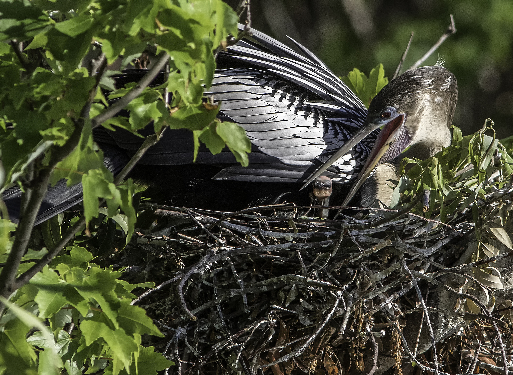 Canon EOS 7D Mark II + Canon EF 300mm F4L IS USM sample photo. Anhinga with new chick photography