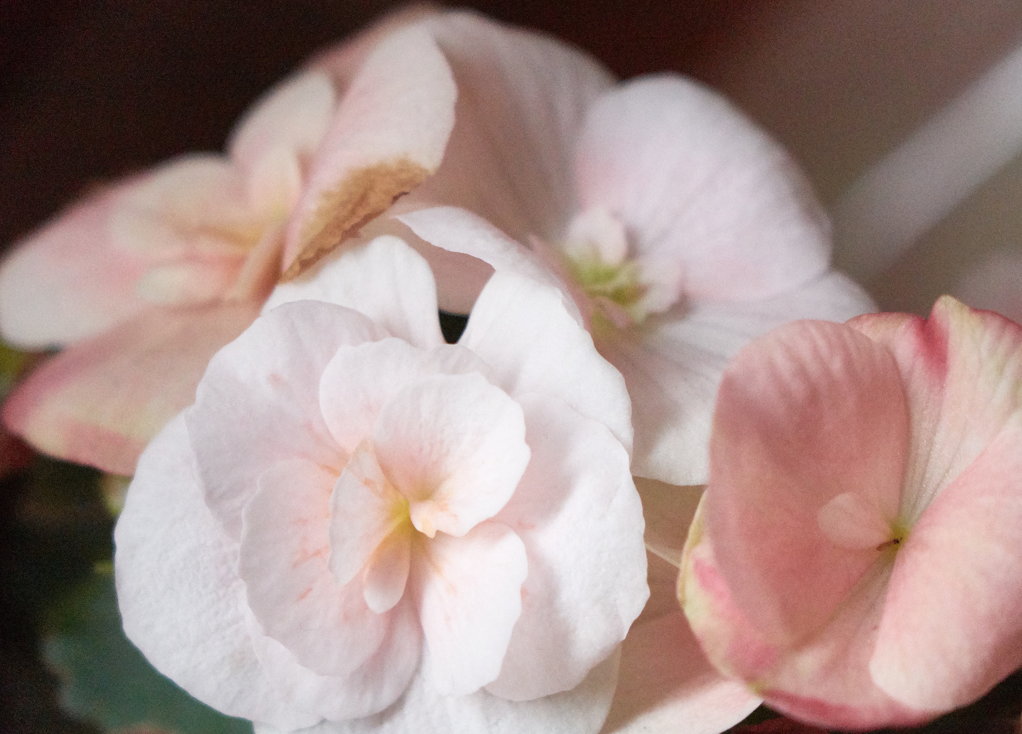 Sony Cyber-shot DSC-RX10 sample photo. Pink flowers photography