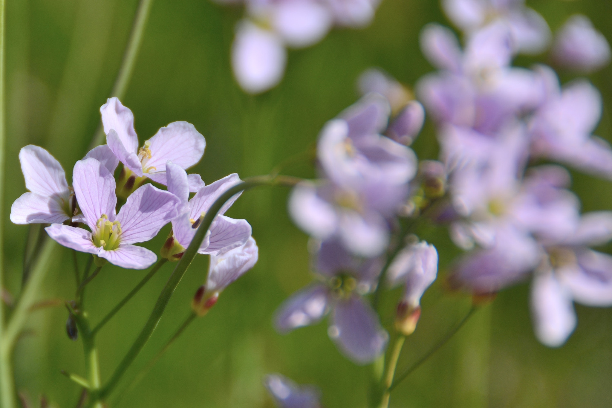Nikon D7100 sample photo. Spring in fredensborg photography