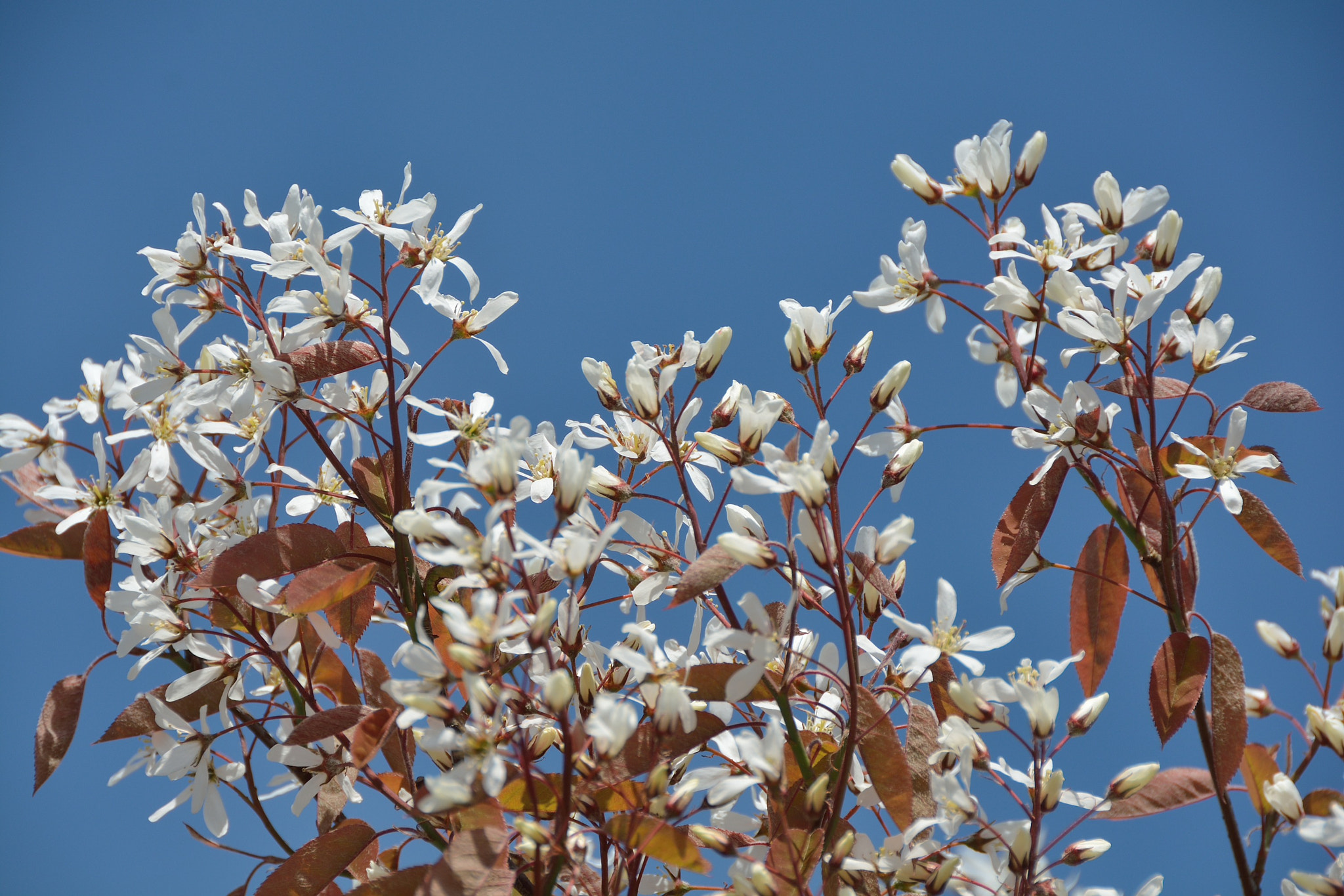 Nikon D7100 sample photo. Spring in fredensborg photography