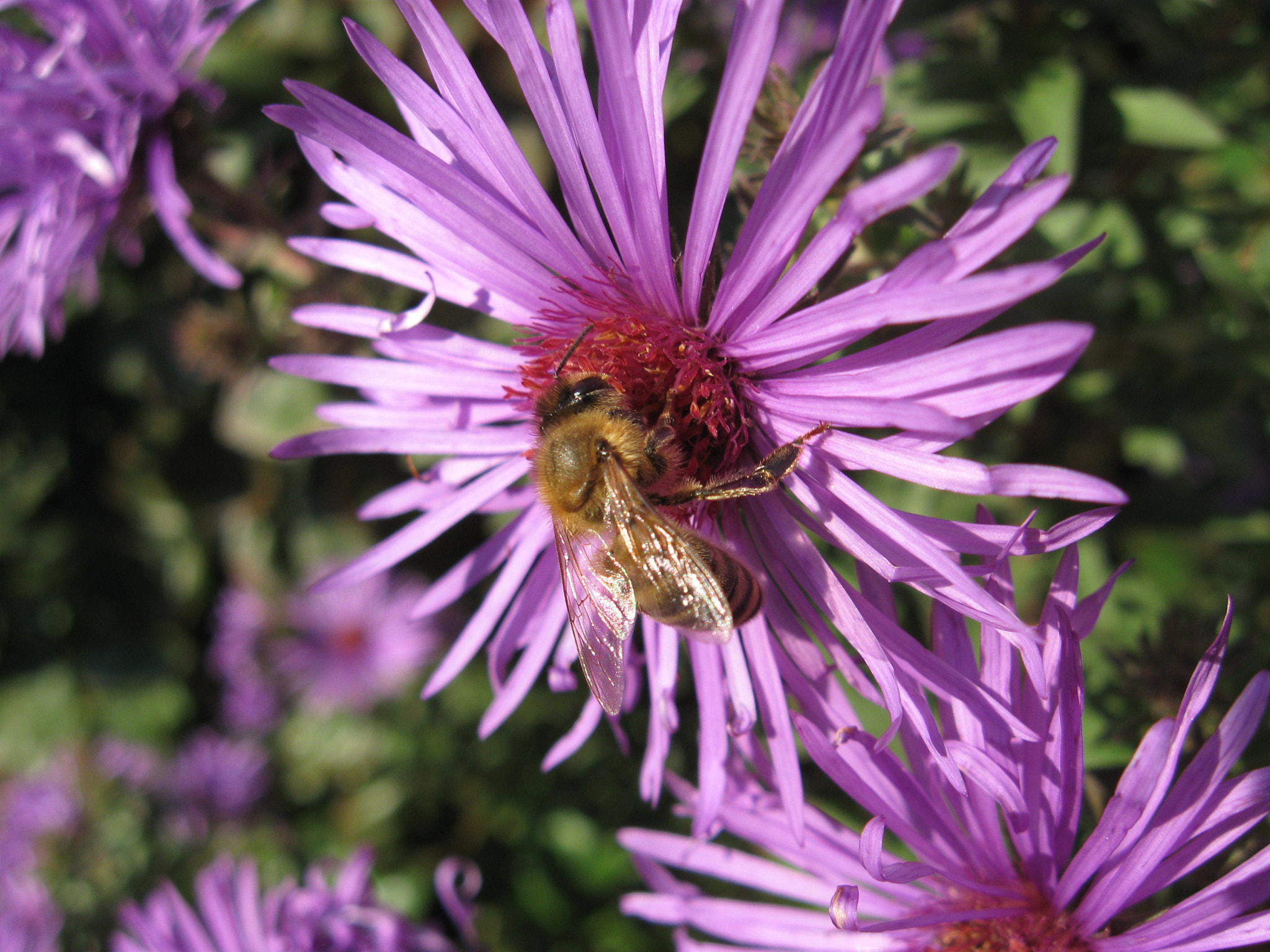 Canon PowerShot A580 sample photo. Bee collecting pollen photography