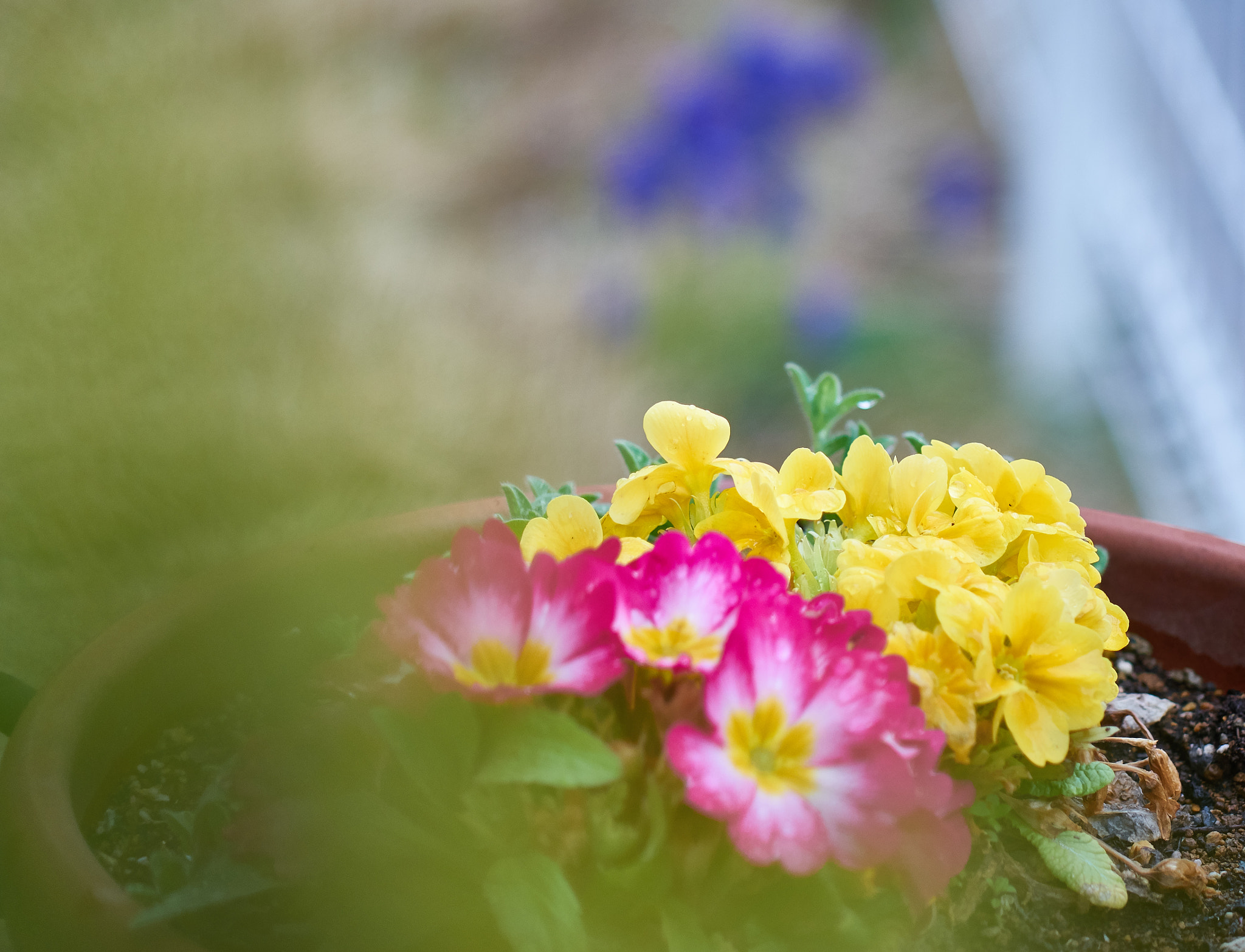 Sony Cyber-shot DSC-RX10 + Sony Cyber-shot DSC-RX10 sample photo. Pink and yellow flowers photography