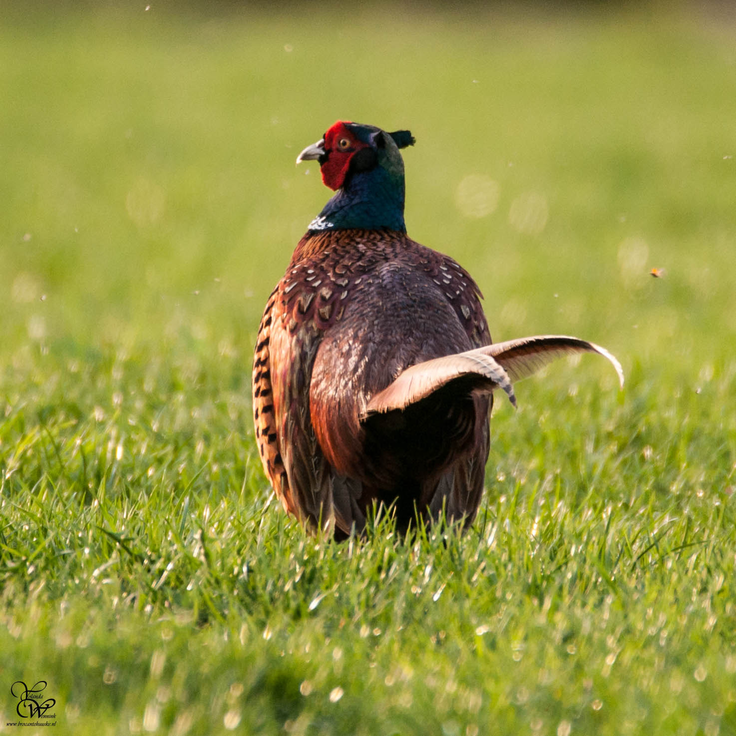 Nikon D300S sample photo. Pheasant photography