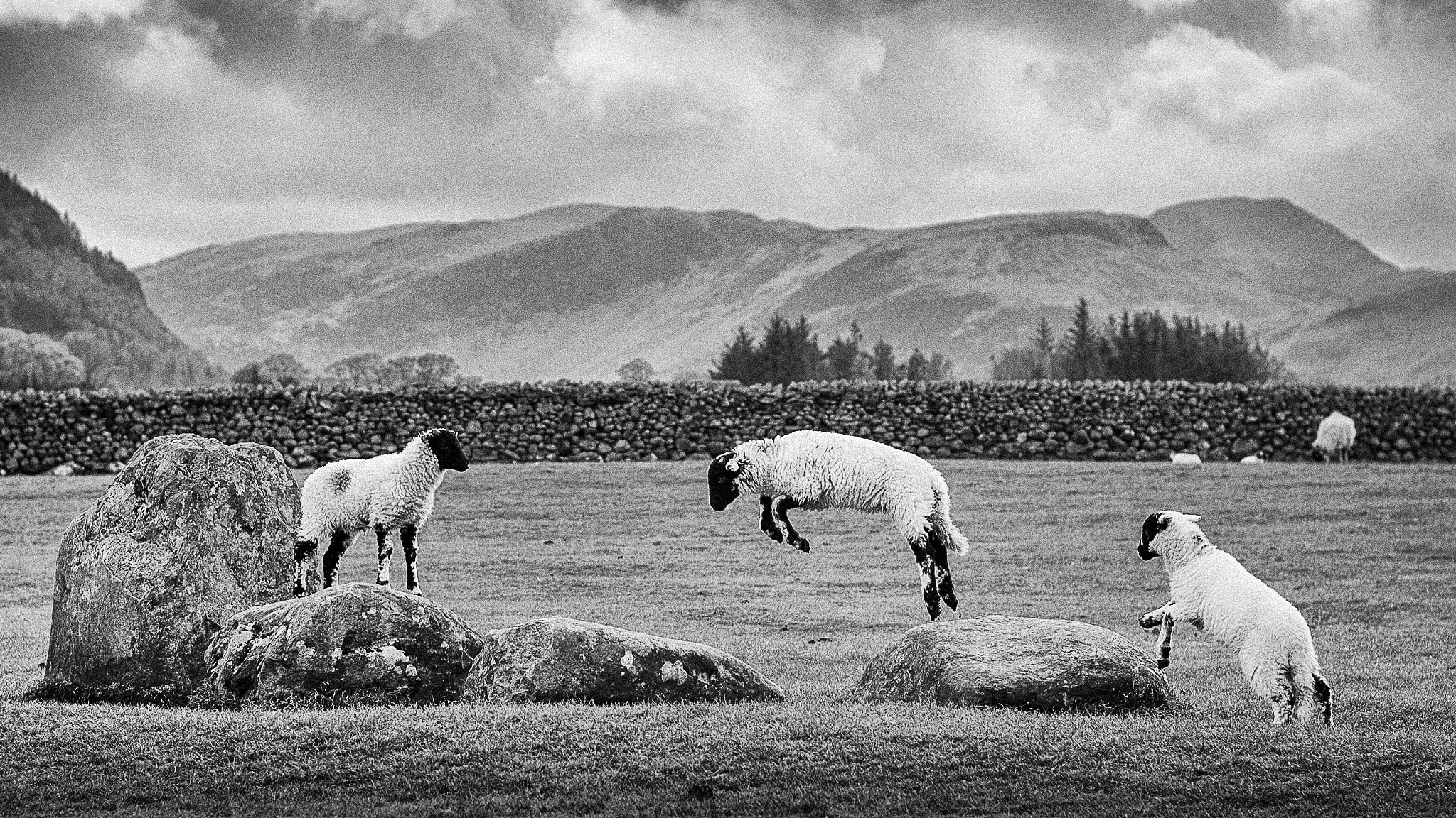 Nikon D600 sample photo. Spring lambs at castlerigg stone circle photography