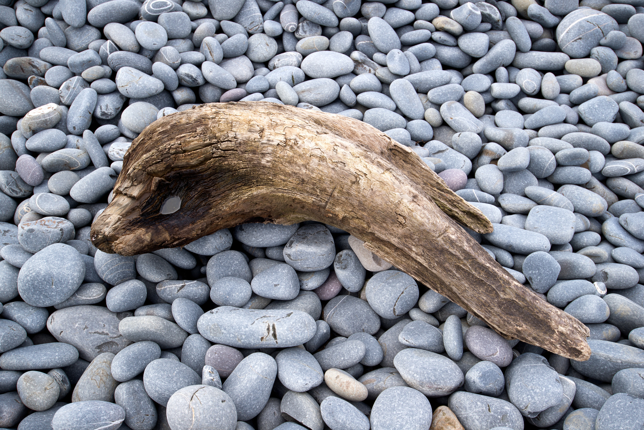 Nikon AF-S Nikkor 18-35mm F3.5-4.5G ED sample photo. Driftwood dolphin on abbotsham beach, devon photography