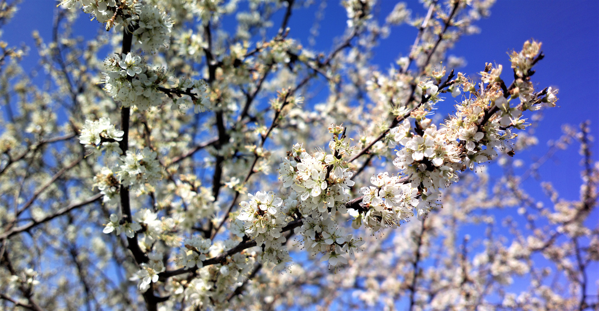 Nokia 808 PureView sample photo. In bloom photography