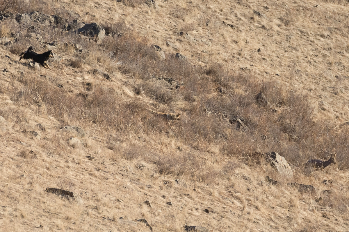 Nikon D7200 sample photo. Wild dogs hunting deer photography