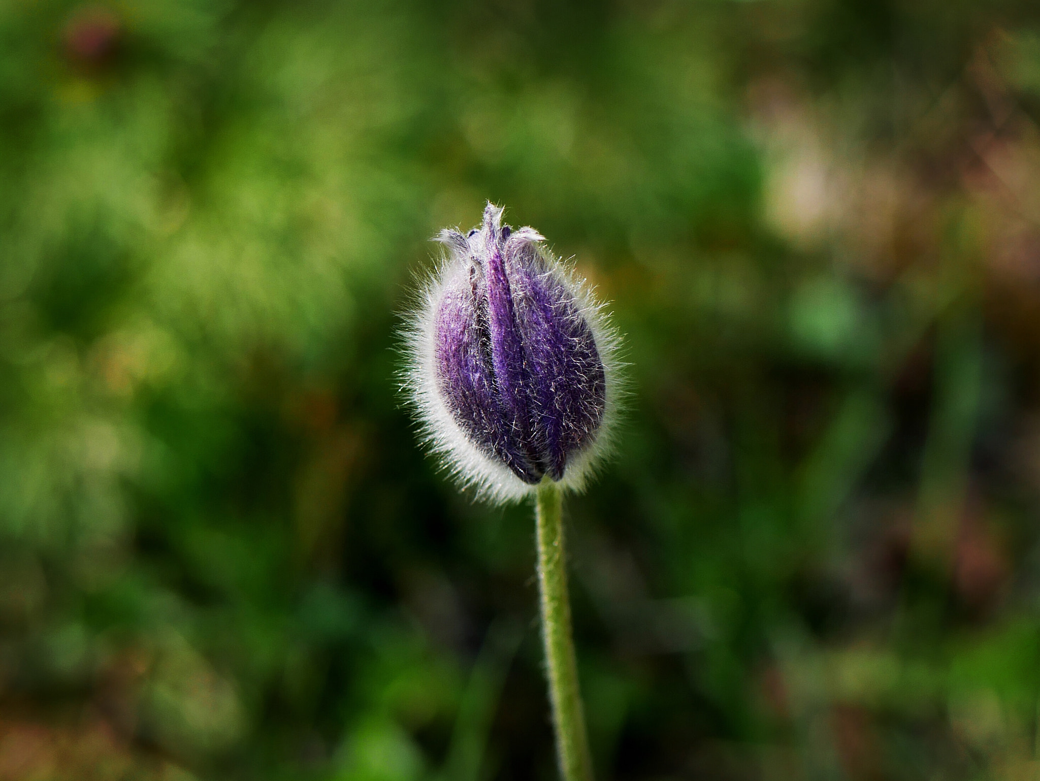 Panasonic Lumix DMC-G7 sample photo. Purple puff photography