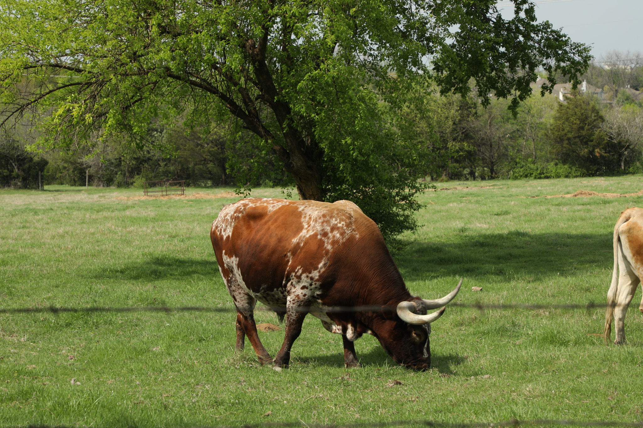 Canon EOS 5D Mark IV sample photo. Long horns grazing spring 2017 in north tx photography