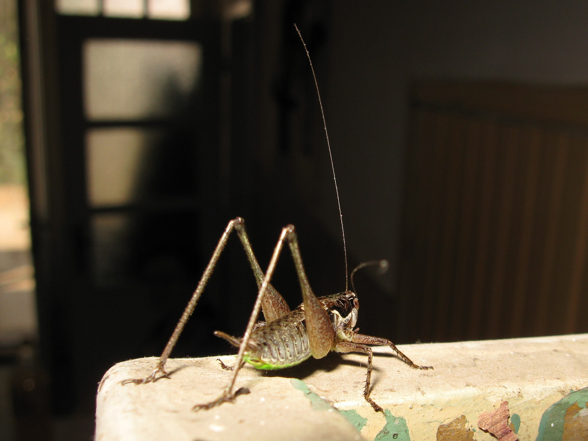 Canon PowerShot A580 sample photo. Grasshopper with a large antenna photography