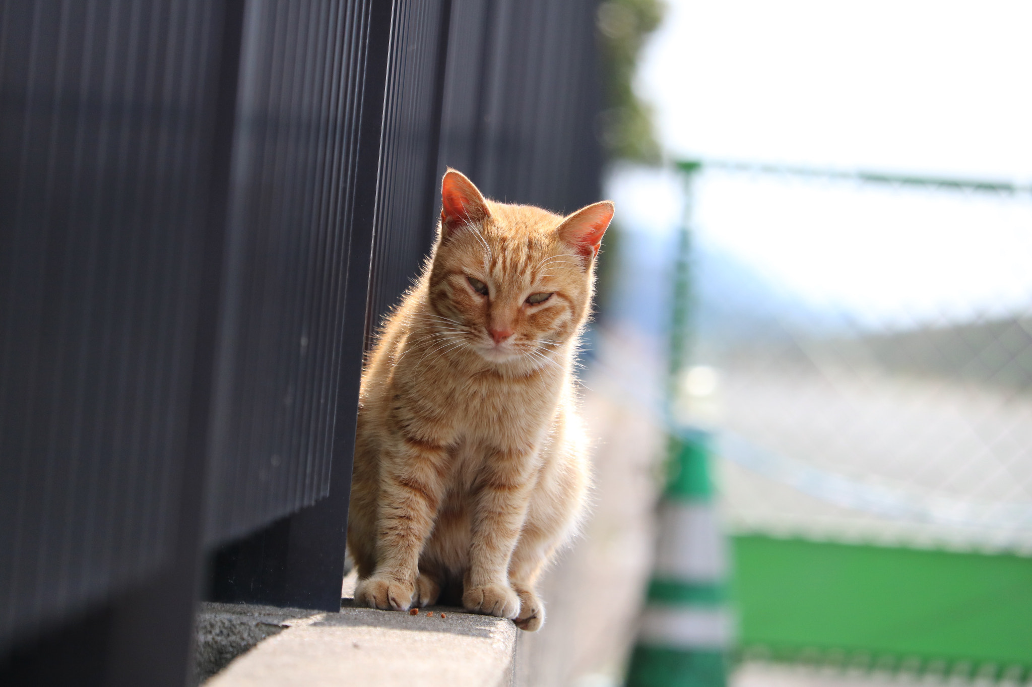 Canon EOS 750D (EOS Rebel T6i / EOS Kiss X8i) + Canon EF-S 55-250mm F4-5.6 IS STM sample photo. Cat photography