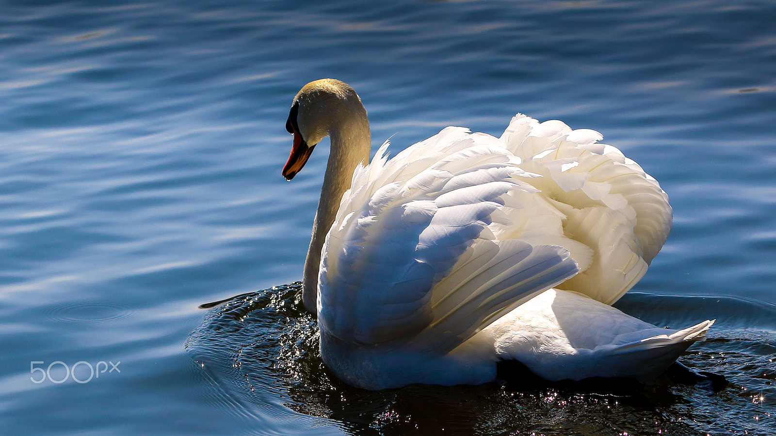 Canon EF 70-300mm F4-5.6L IS USM sample photo. | wings | photography