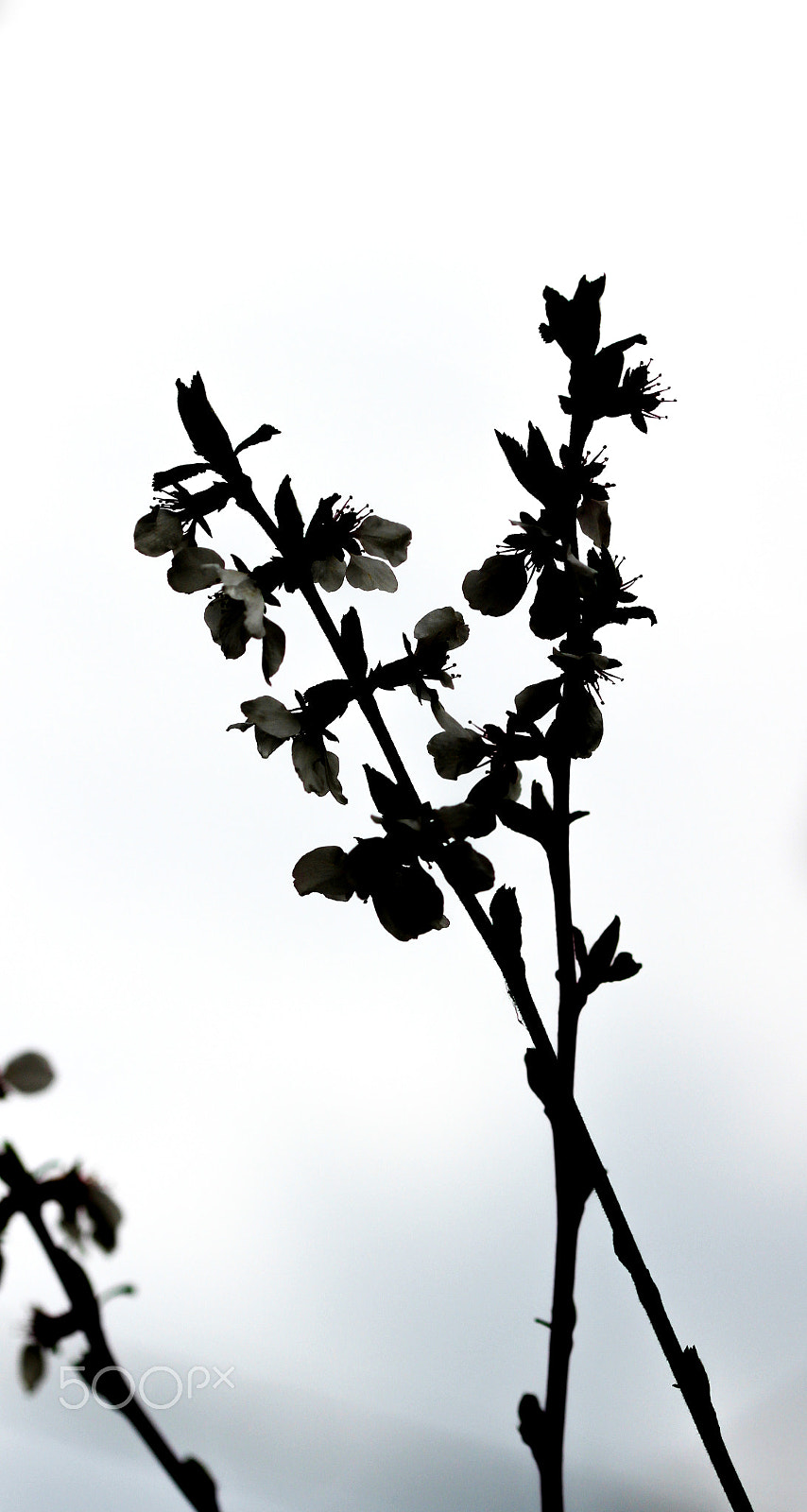 Sigma 105mm F2.8 EX DG OS HSM sample photo. Silhouette photography